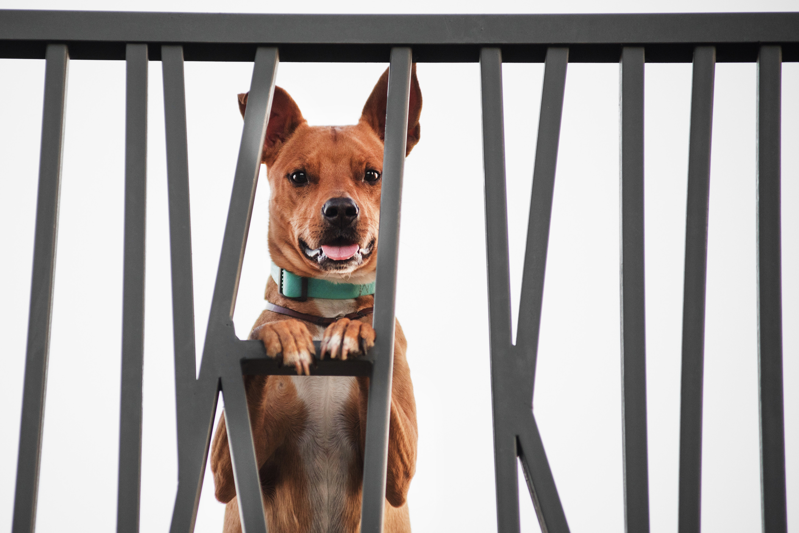 Лиза, Буня и Корж. Весна цветущая. Дог-фотограф в Тюмени Александра Королева