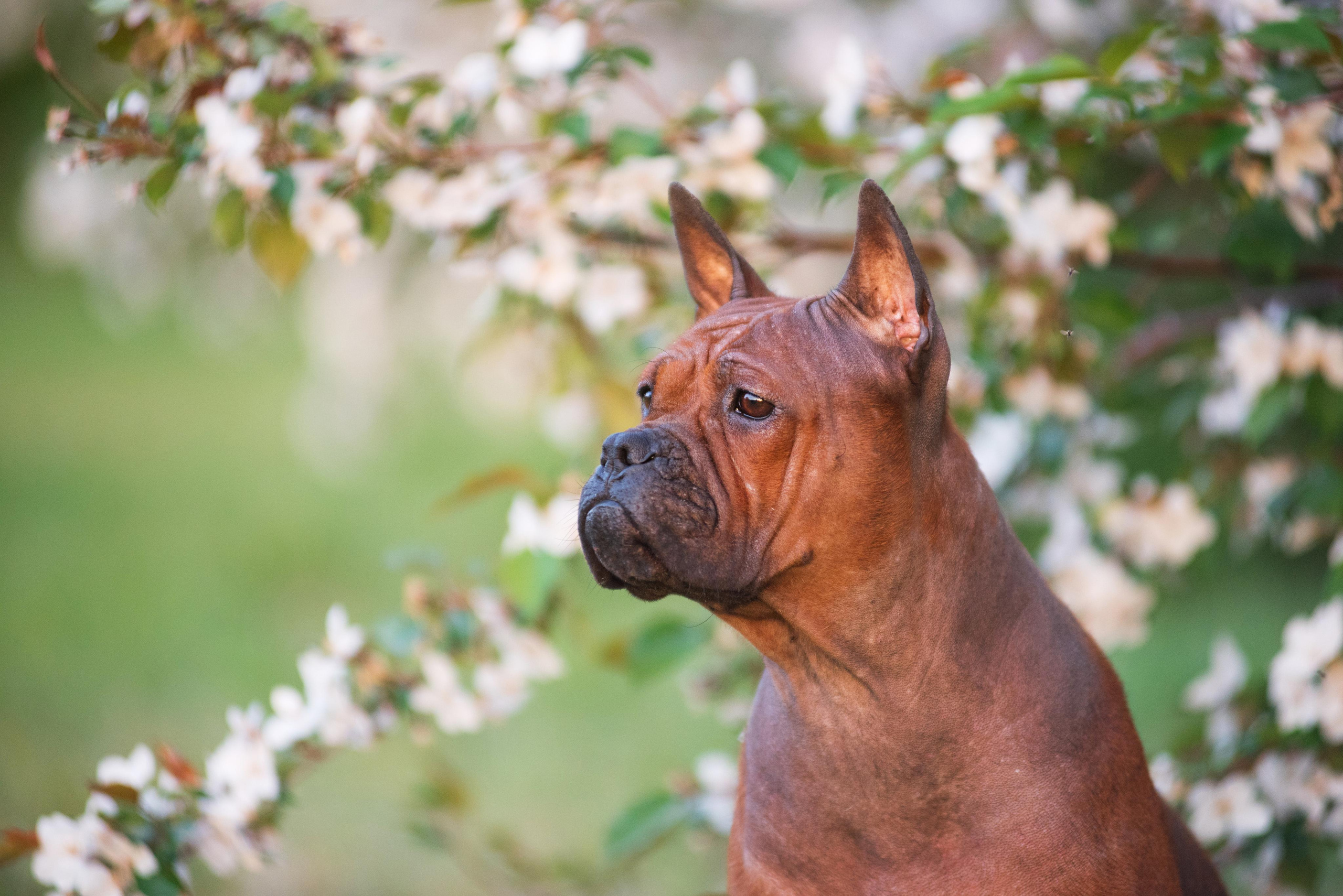 Тюменские чунцины Лева и Лисса. Дог-фотограф в Тюмени Александра Королева