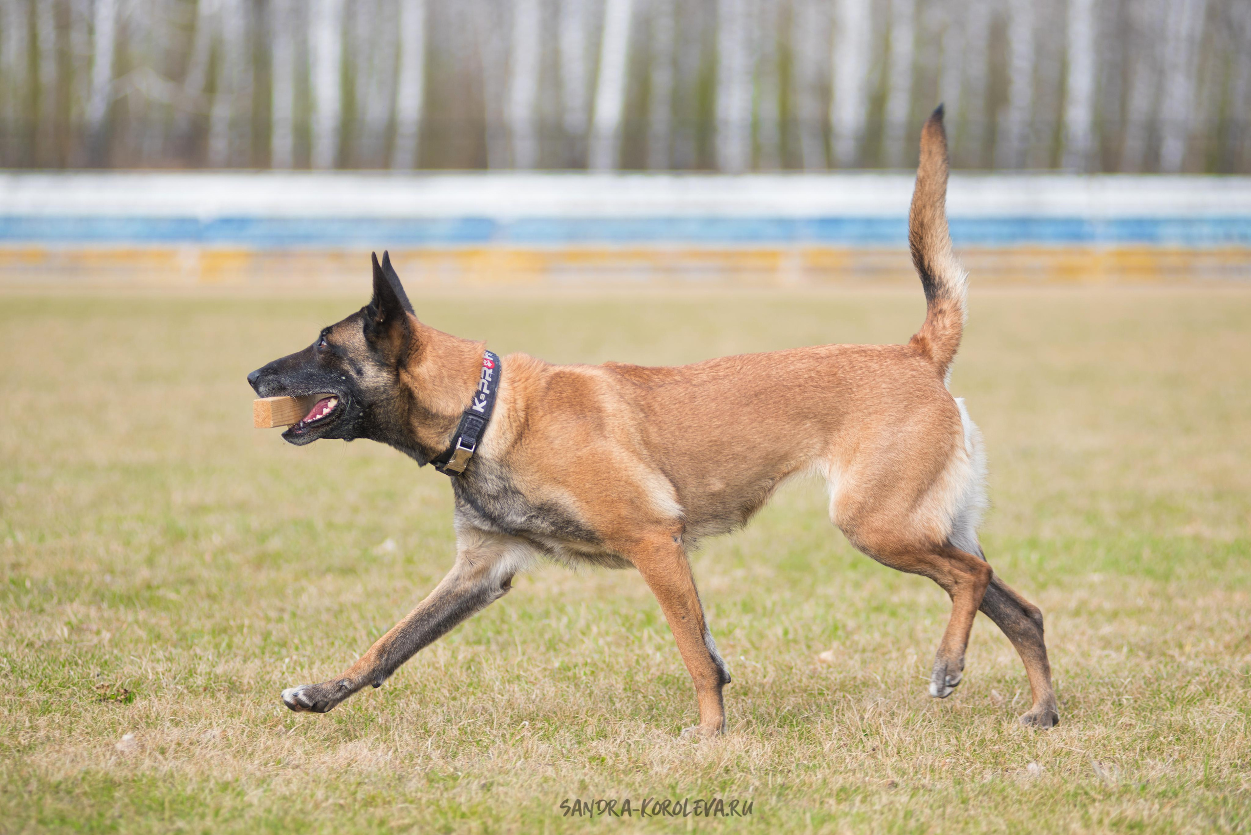 Тренинг с Сергеем Усковым май 2021 г.Тюмень. Дог-фотограф в Тюмени Александра Королева