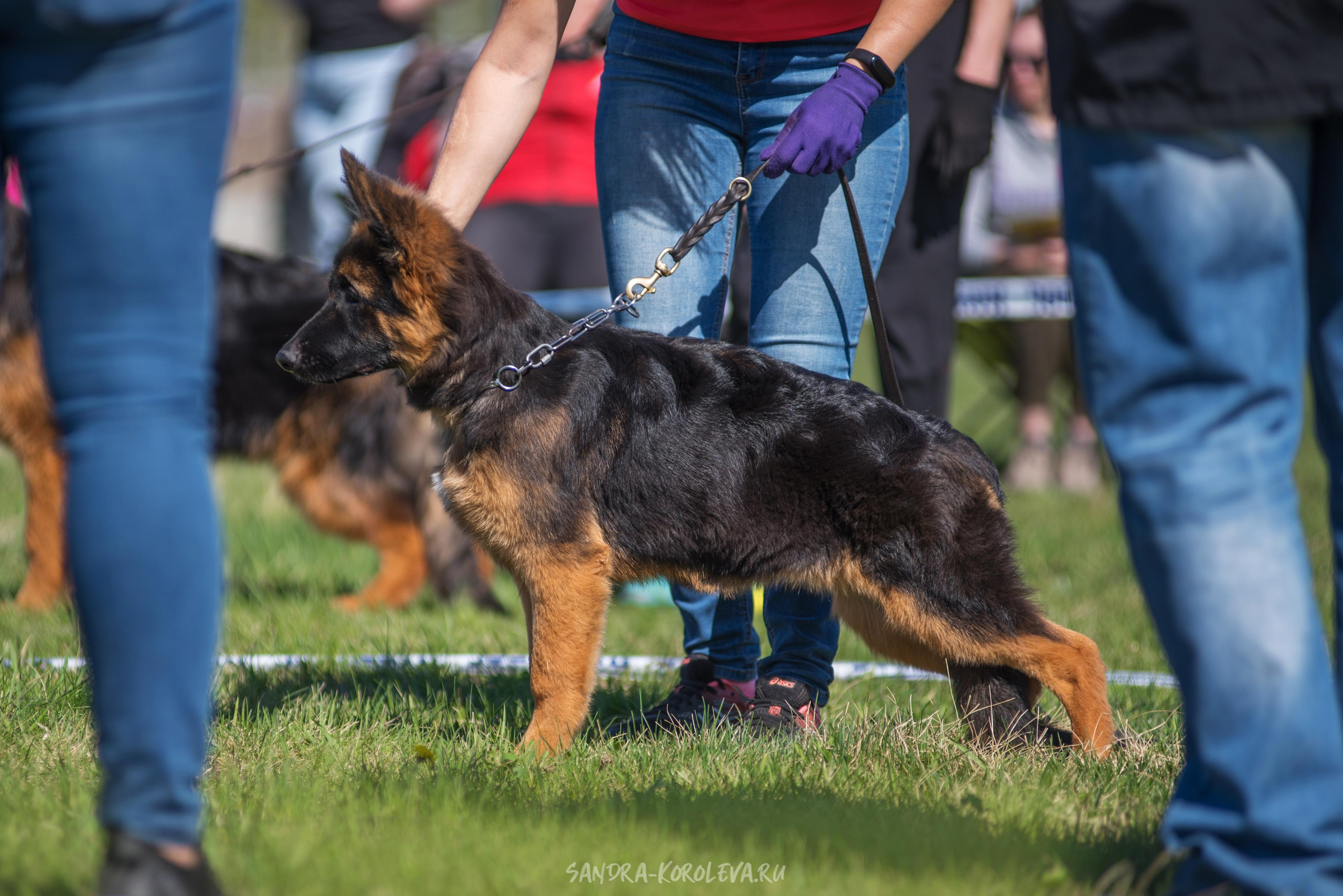 Монопородная выставка немецких овчарок 8 мая г. Челябинск. Дог-фотограф в Тюмени Александра Королева