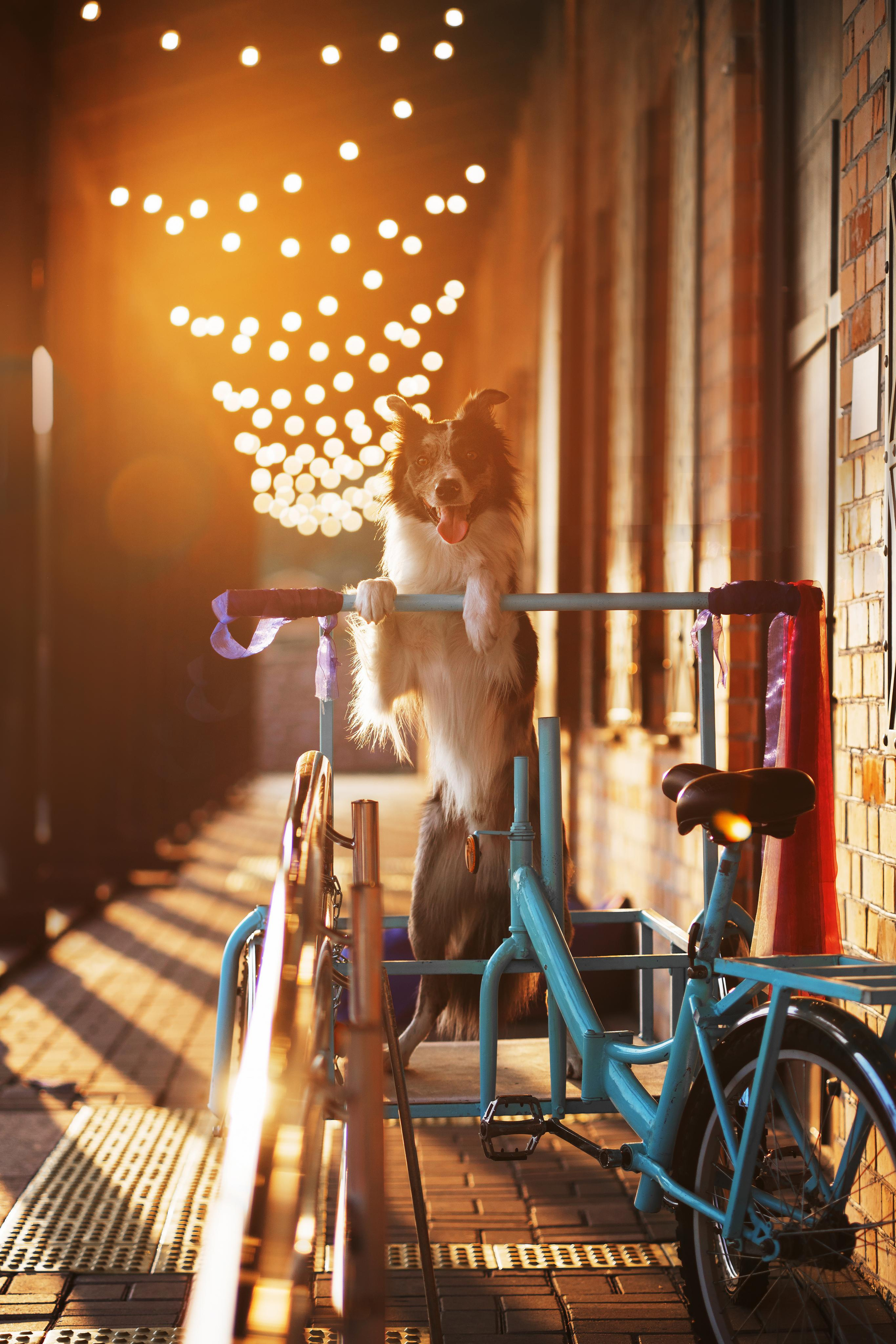 Мистер Тейси. Дог-фотограф в Тюмени Александра Королева