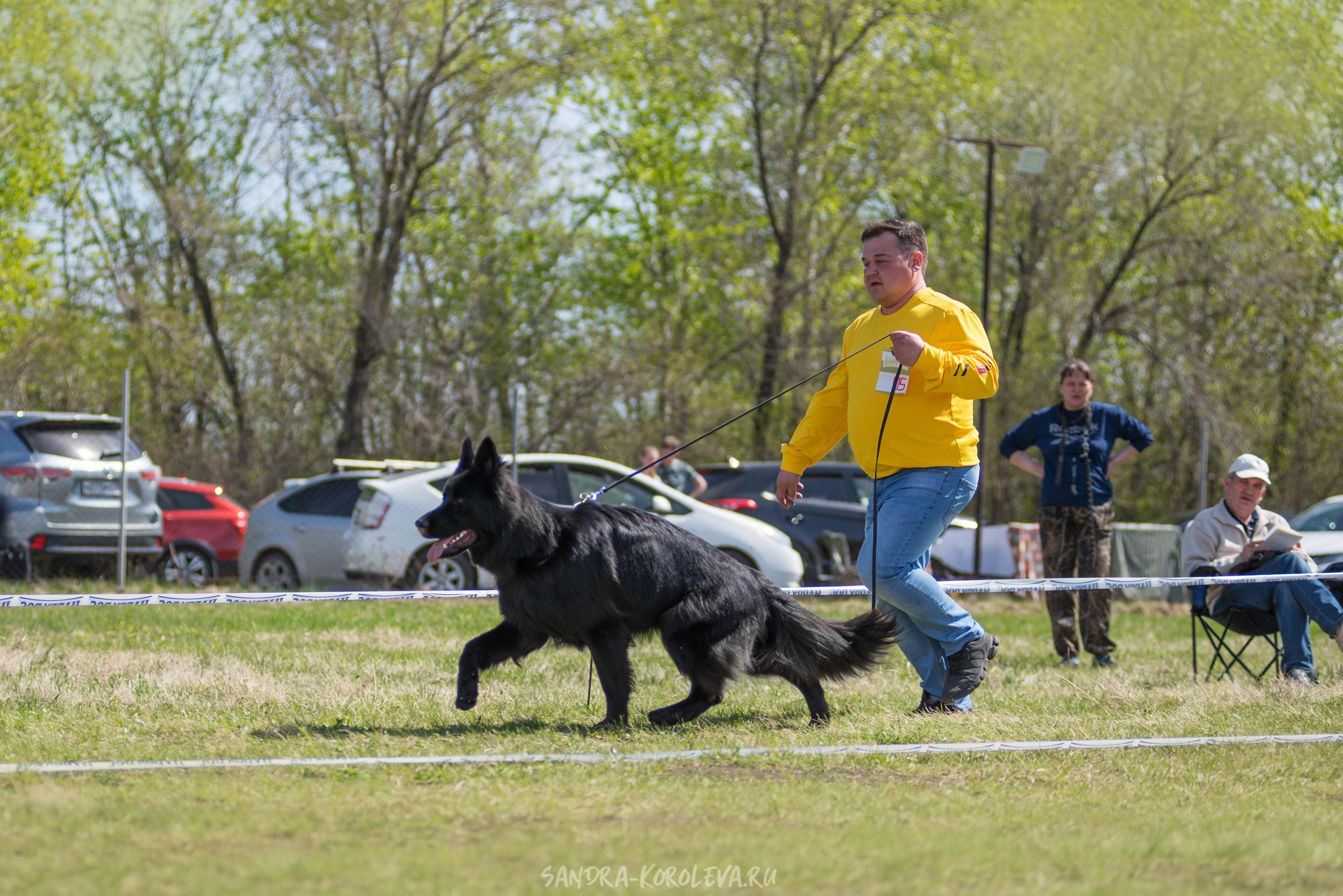 Монопородная выставка немецких овчарок 8 мая г. Челябинск. Дог-фотограф в Тюмени Александра Королева
