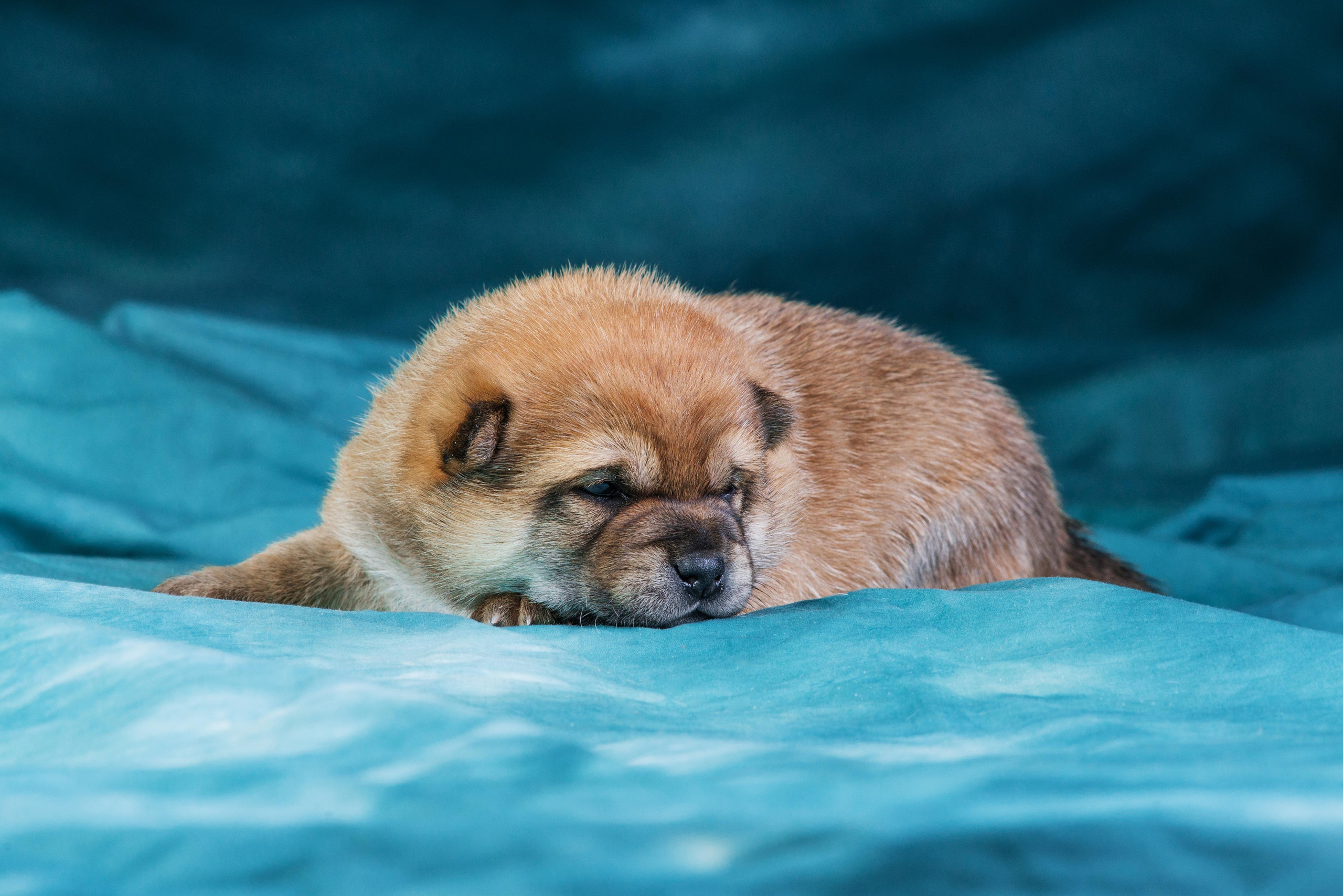 Маленькие сибы <3. Дог-фотограф в Тюмени Александра Королева
