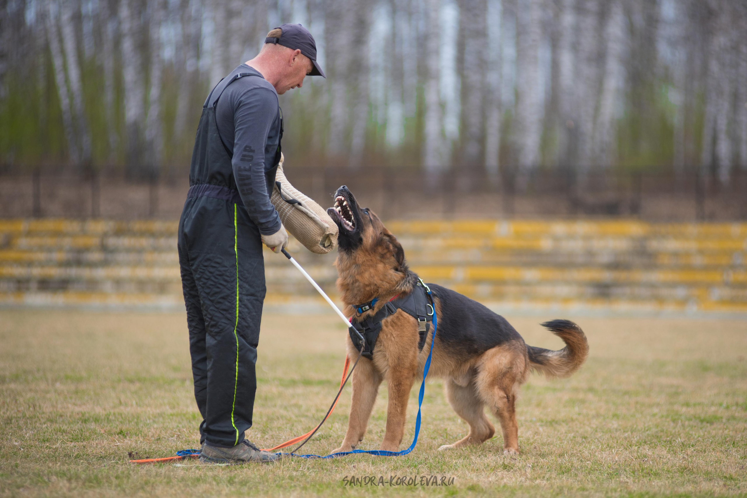 Тренинг с Сергеем Усковым май 2021 г.Тюмень. Дог-фотограф в Тюмени Александра Королева