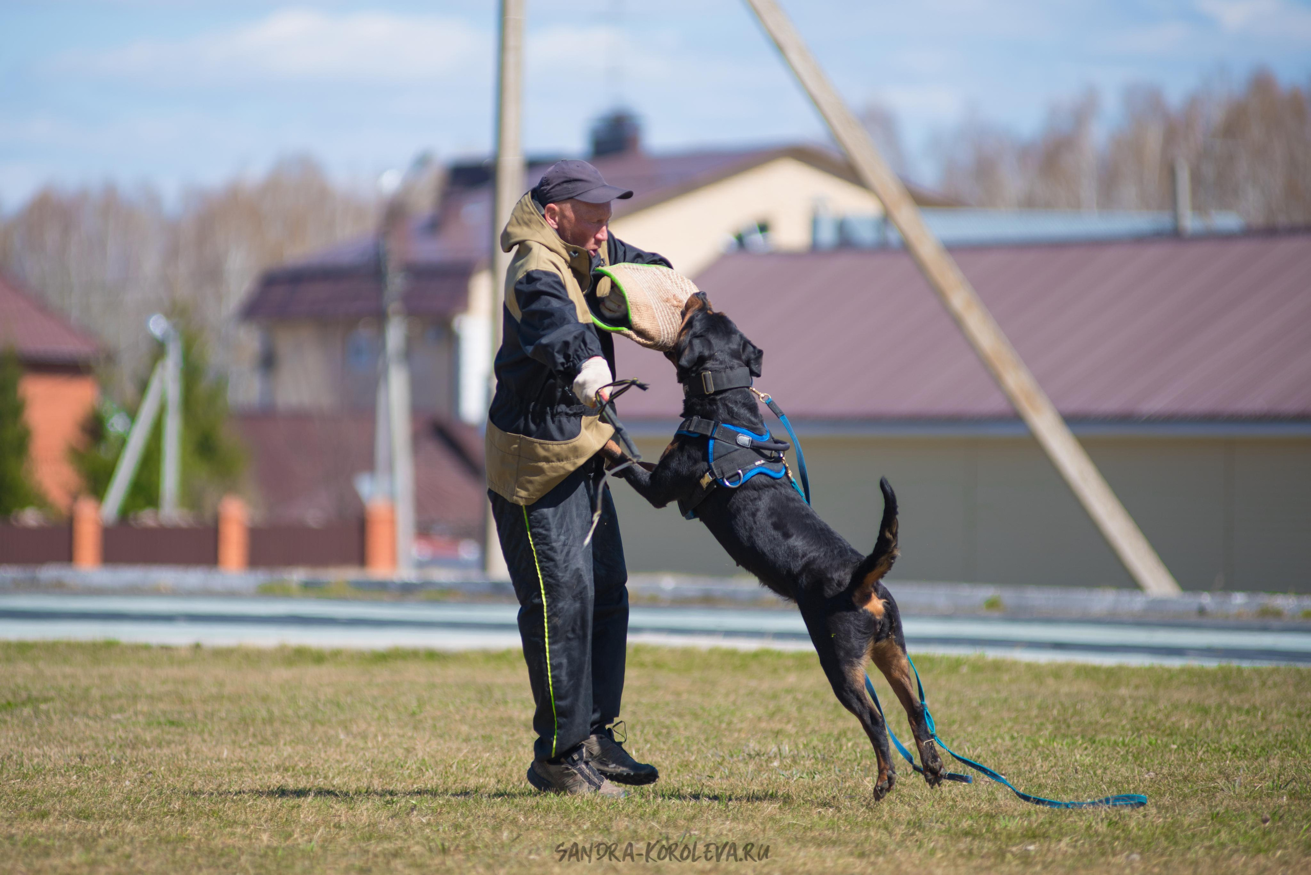 Тренинг с Сергеем Усковым май 2021 г.Тюмень. Дог-фотограф в Тюмени Александра Королева