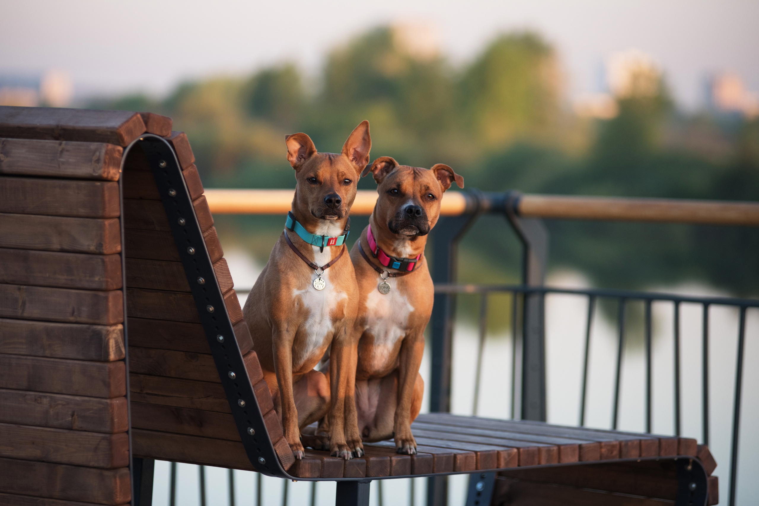 Лиза, Буня и Корж. Весна цветущая. Дог-фотограф в Тюмени Александра Королева