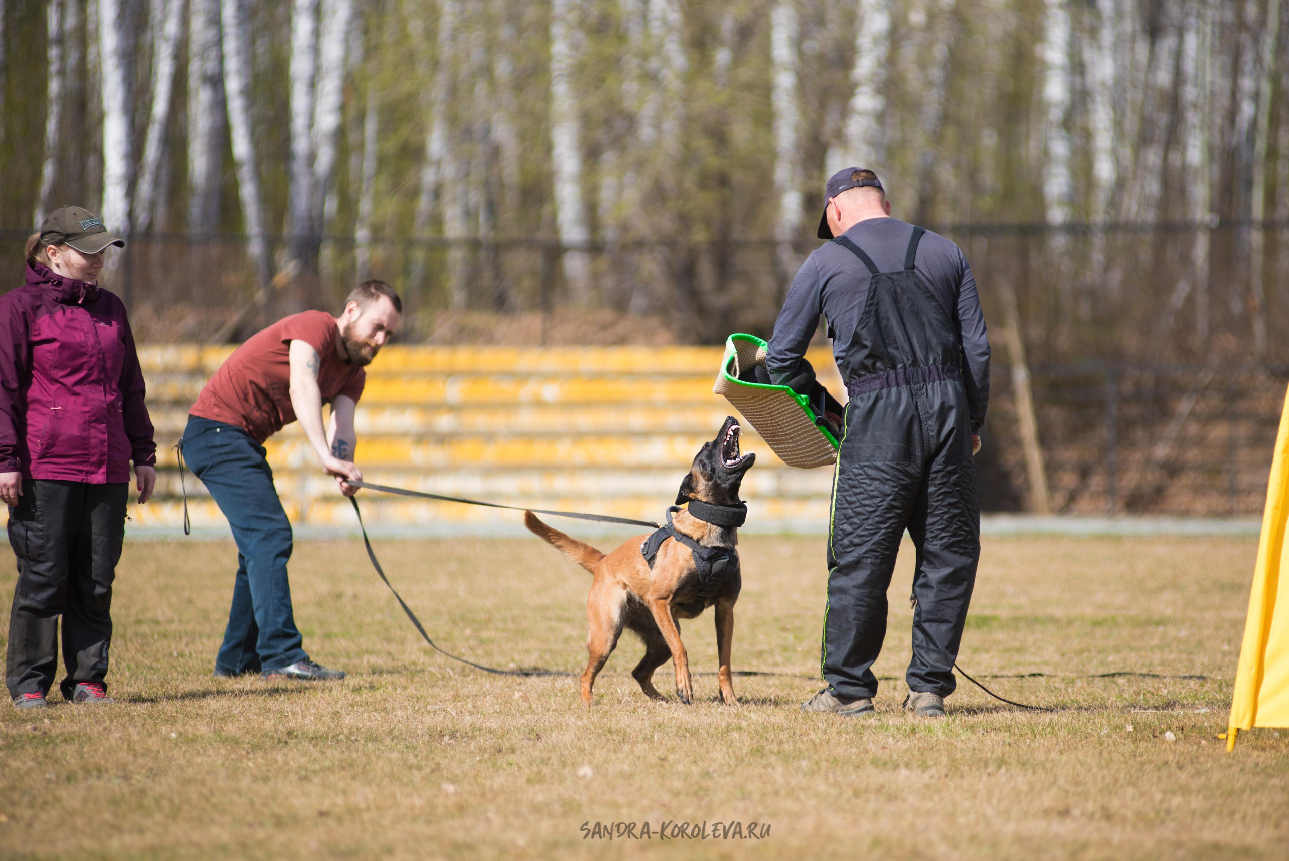 Тренинг с Сергеем Усковым май 2021 г.Тюмень. Дог-фотограф в Тюмени Александра Королева