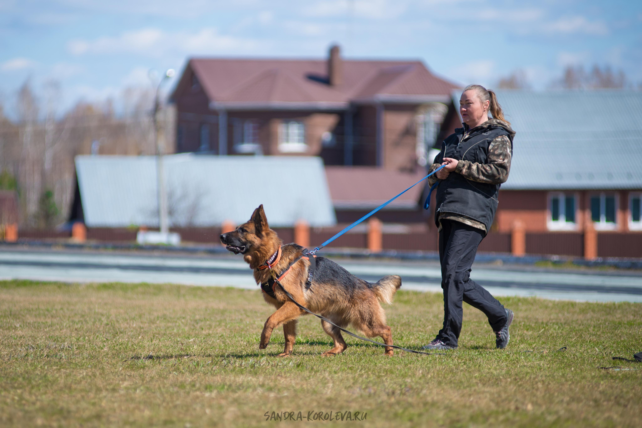 Тренинг с Сергеем Усковым май 2021 г.Тюмень. Дог-фотограф в Тюмени Александра Королева