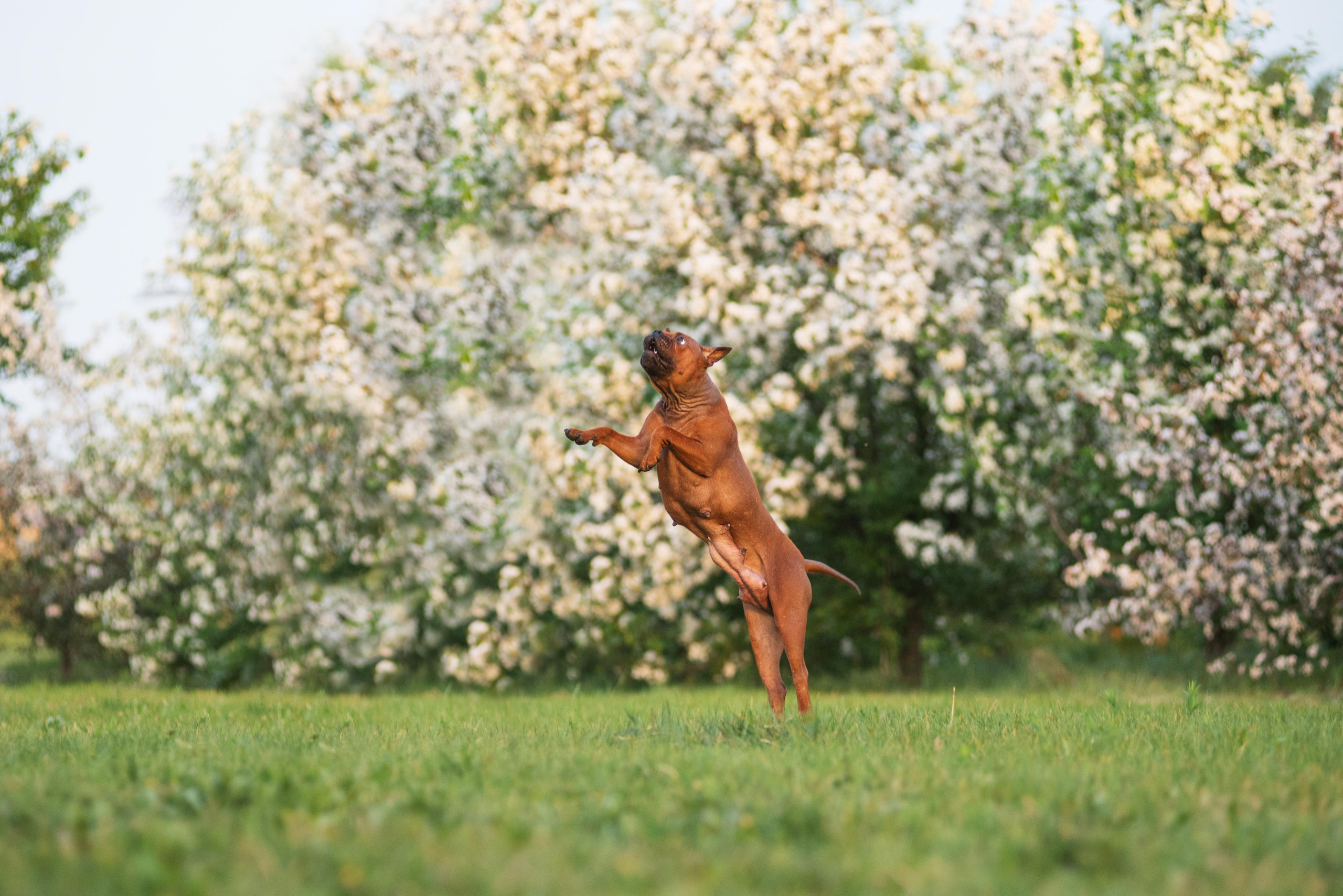 Тюменские чунцины Лева и Лисса. Дог-фотограф в Тюмени Александра Королева