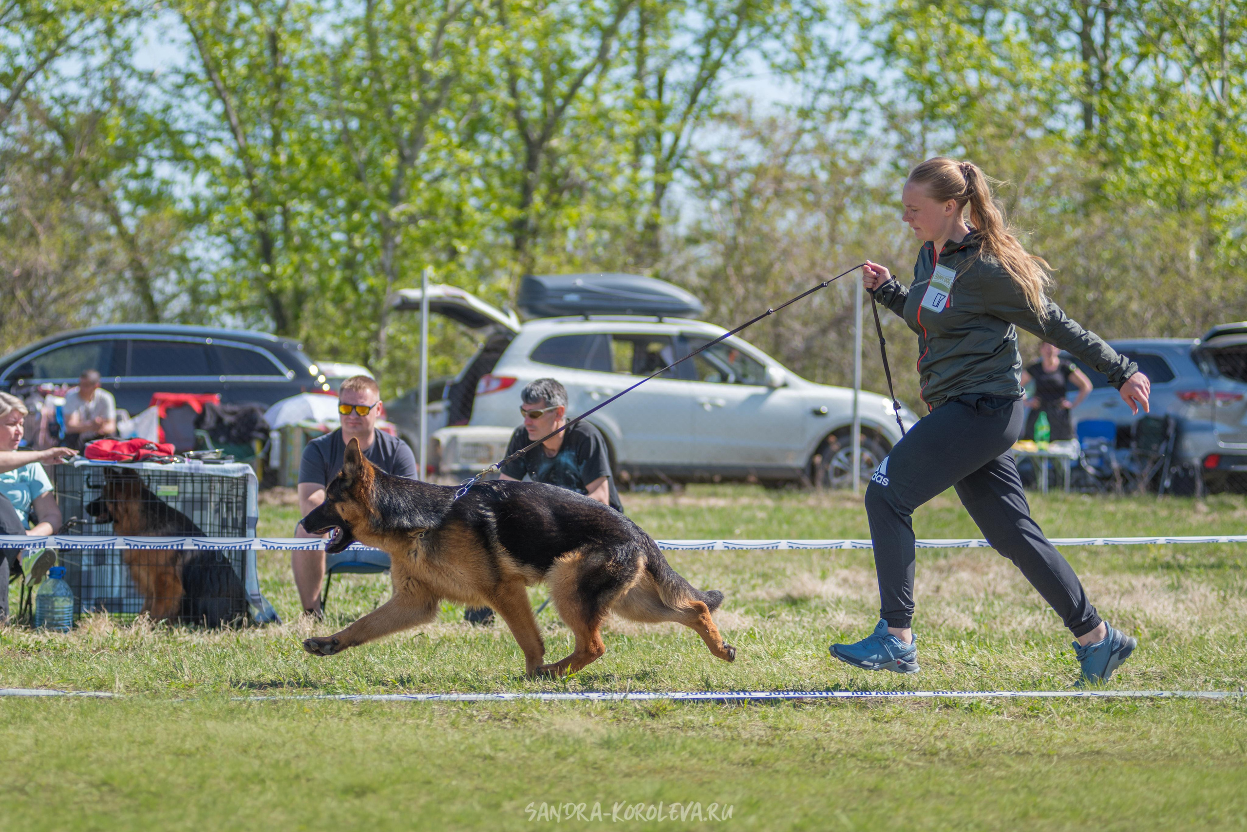 Монопородная выставка немецких овчарок 8 мая г. Челябинск. Дог-фотограф в Тюмени Александра Королева