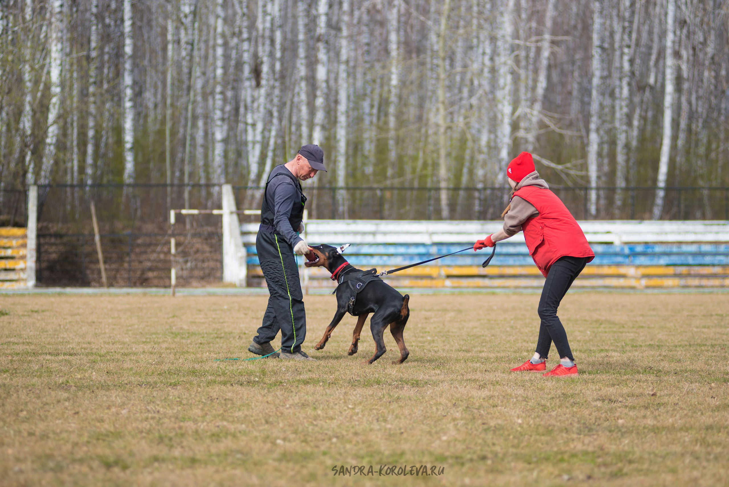Тренинг с Сергеем Усковым май 2021 г.Тюмень. Дог-фотограф в Тюмени Александра Королева