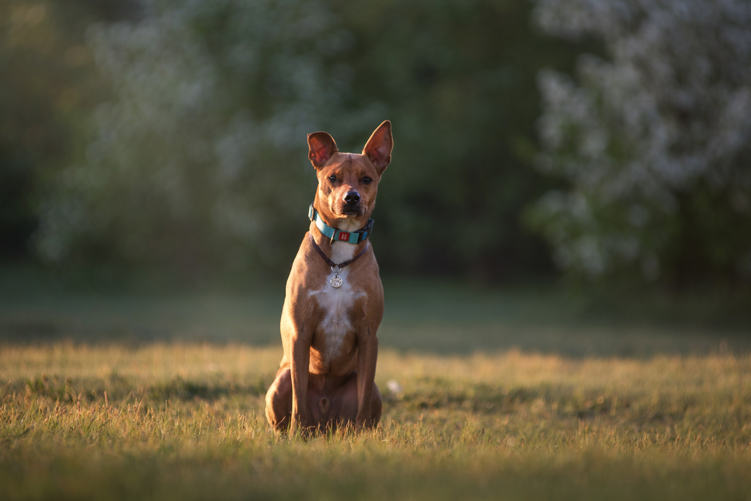 Лиза, Буня и Корж. Весна цветущая. Дог-фотограф в Тюмени Александра Королева