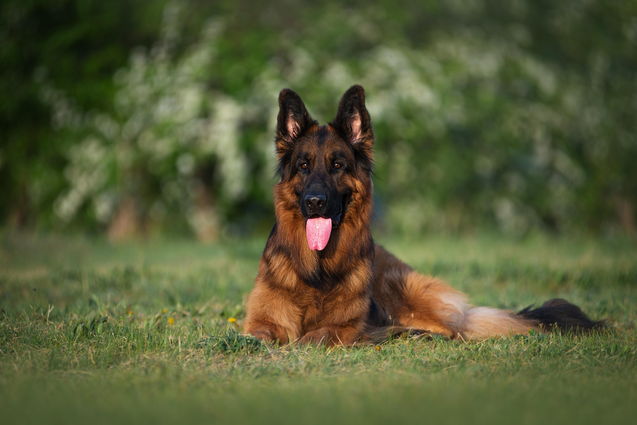 Немецкая овчарка Штерн Рэджен Маэстро. Дог-фотограф в Тюмени Александра Королева