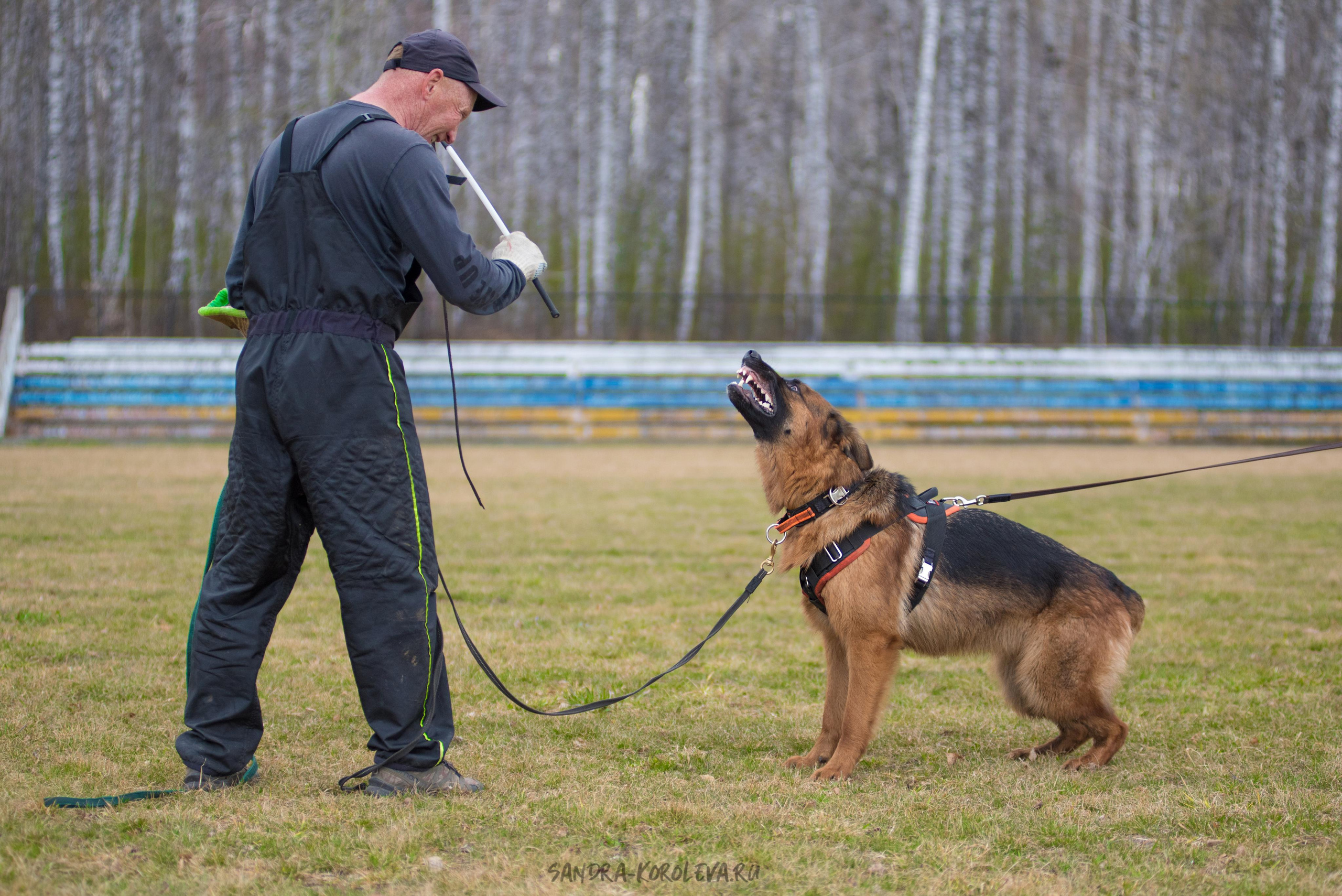 Тренинг с Сергеем Усковым май 2021 г.Тюмень. Дог-фотограф в Тюмени Александра Королева