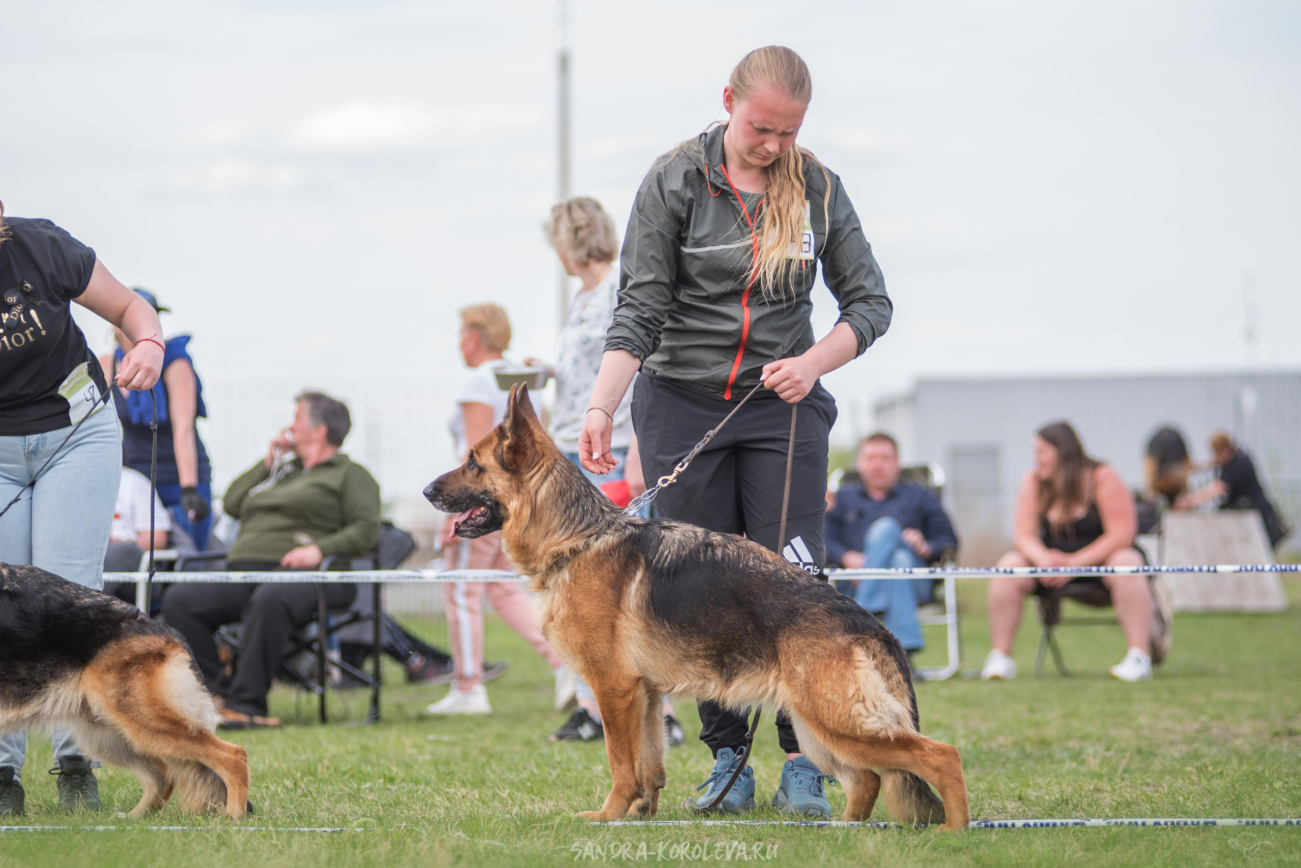 Монопородная выставка немецких овчарок 8 мая г. Челябинск. Дог-фотограф в Тюмени Александра Королева