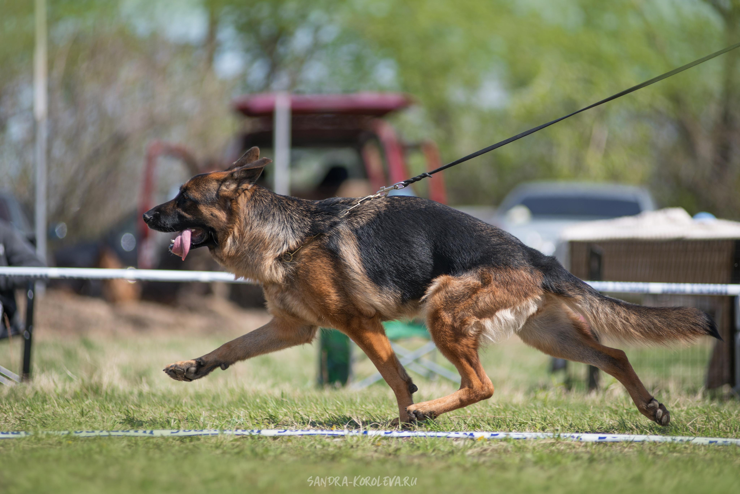 Монопородная выставка немецких овчарок 8 мая г. Челябинск. Дог-фотограф в Тюмени Александра Королева