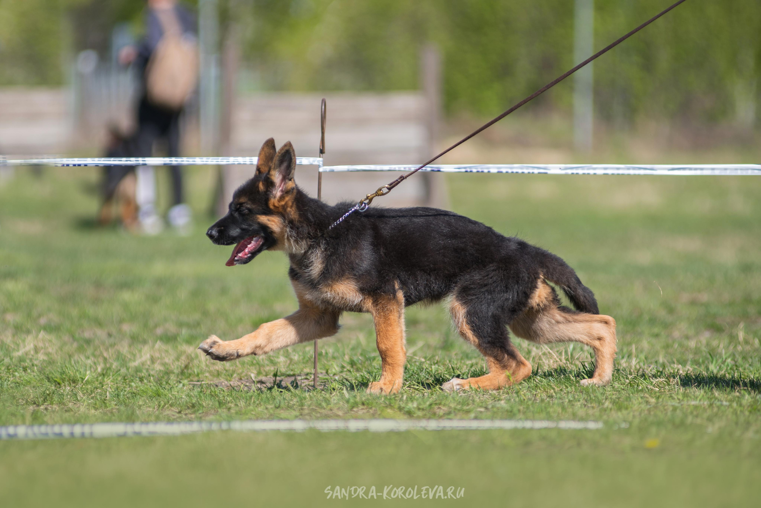 Монопородная выставка немецких овчарок 8 мая г. Челябинск. Дог-фотограф в Тюмени Александра Королева