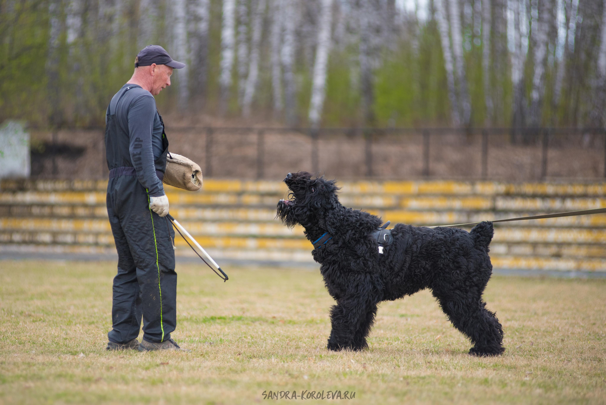 Тренинг с Сергеем Усковым май 2021 г.Тюмень. Дог-фотограф в Тюмени Александра Королева