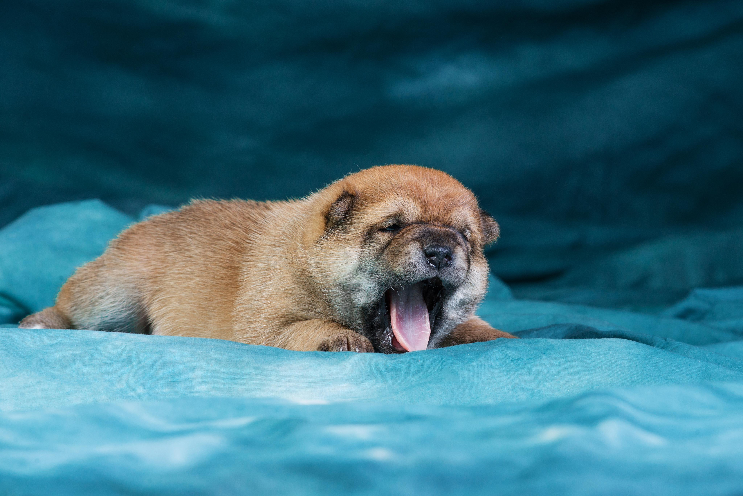 Маленькие сибы <3. Дог-фотограф в Тюмени Александра Королева