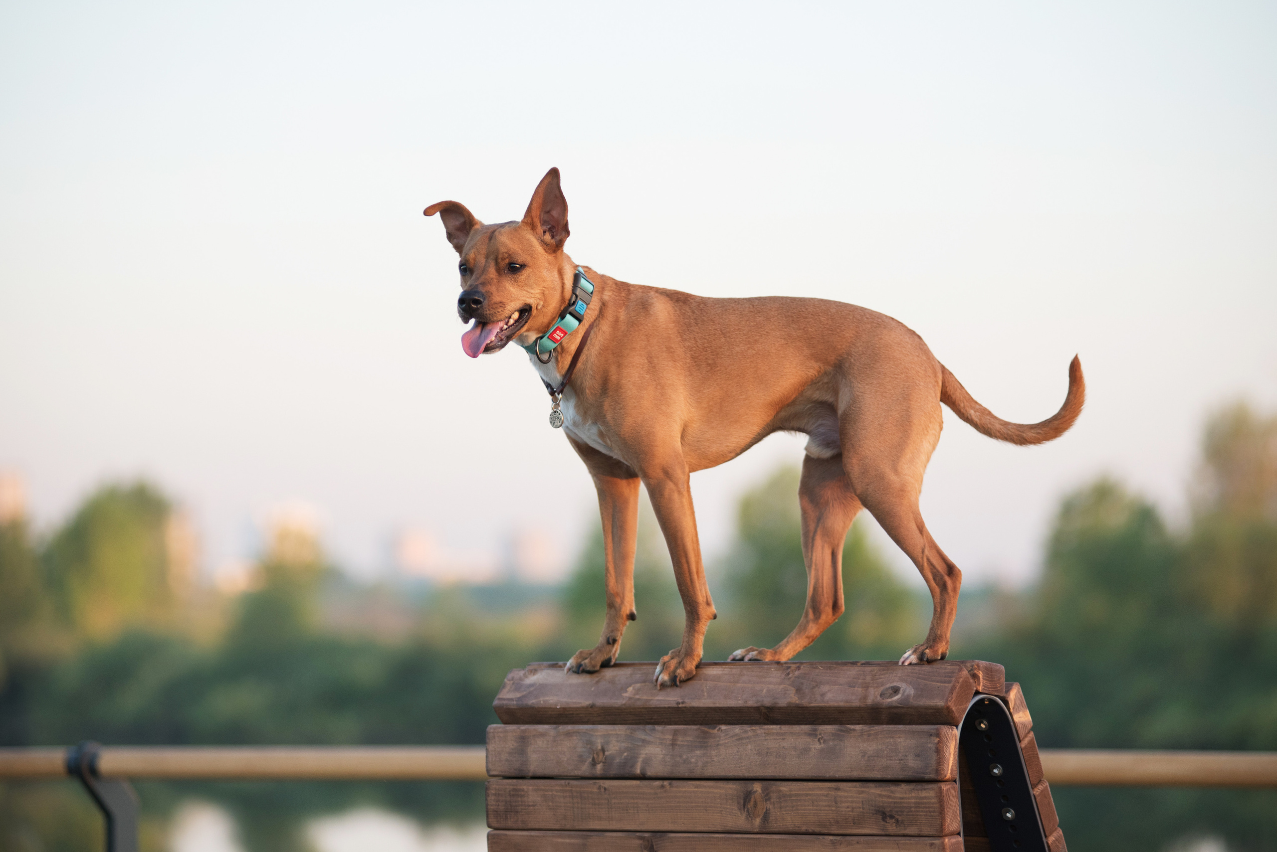 Лиза, Буня и Корж. Весна цветущая. Дог-фотограф в Тюмени Александра Королева