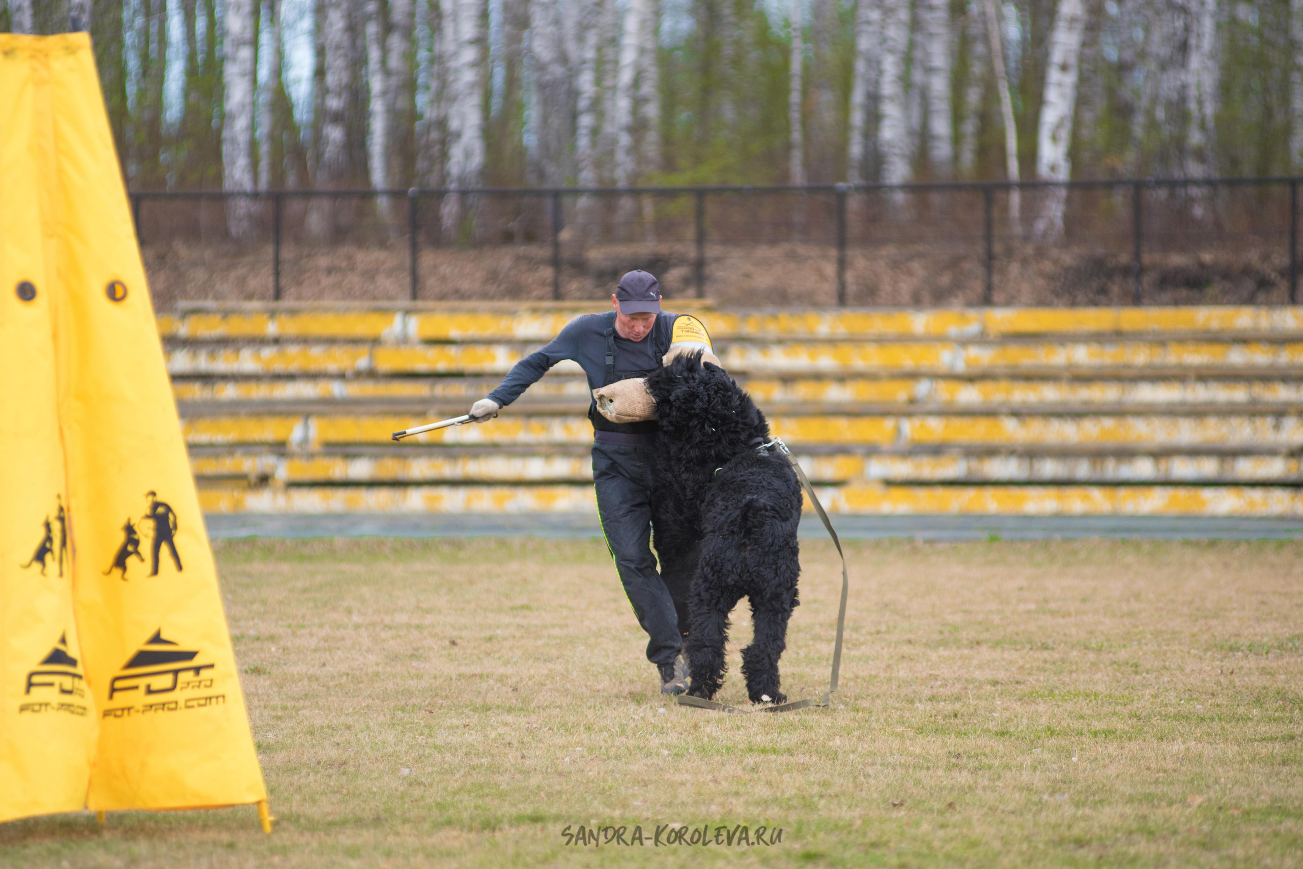 Тренинг с Сергеем Усковым май 2021 г.Тюмень. Дог-фотограф в Тюмени Александра Королева