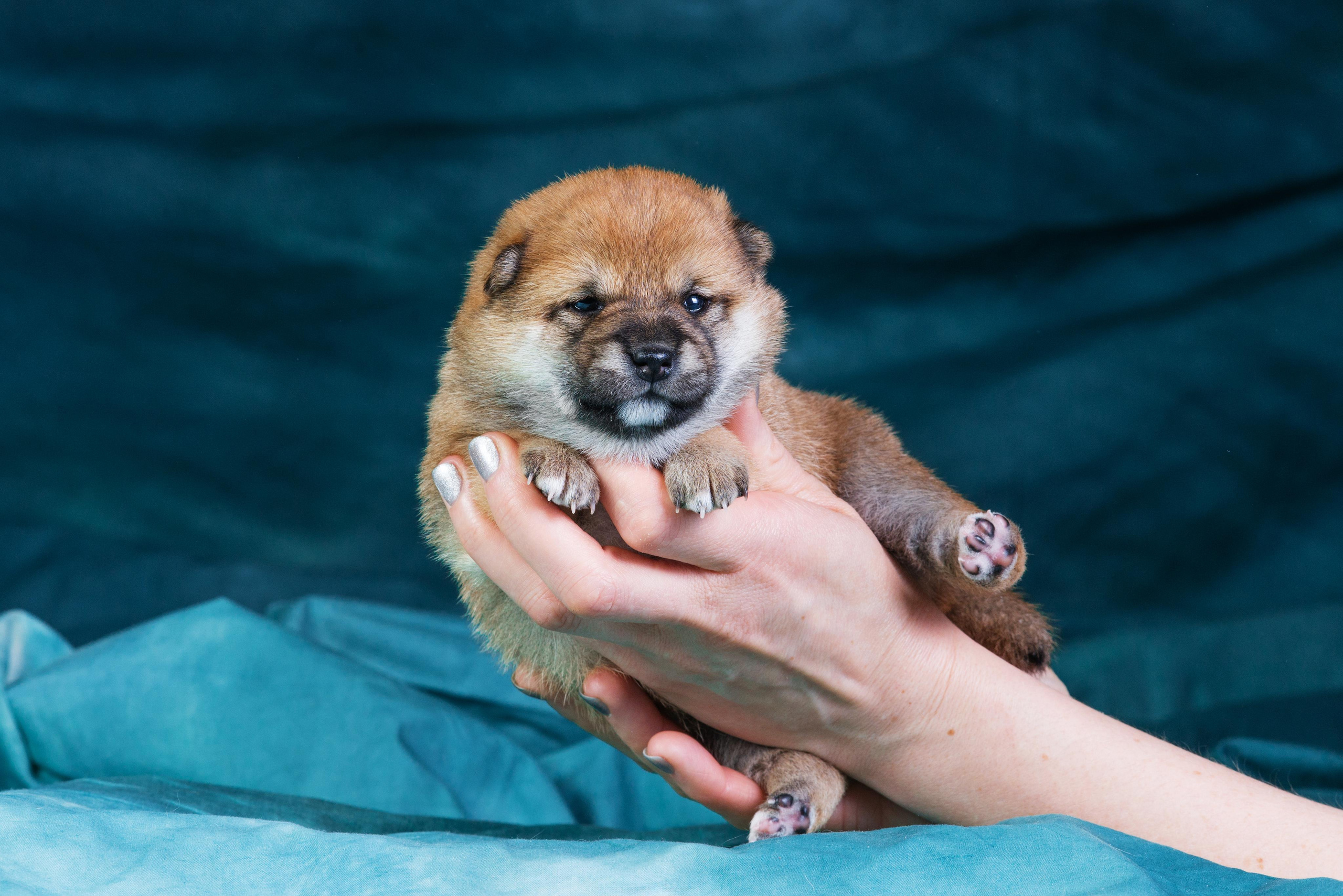 Маленькие сибы <3. Дог-фотограф в Тюмени Александра Королева