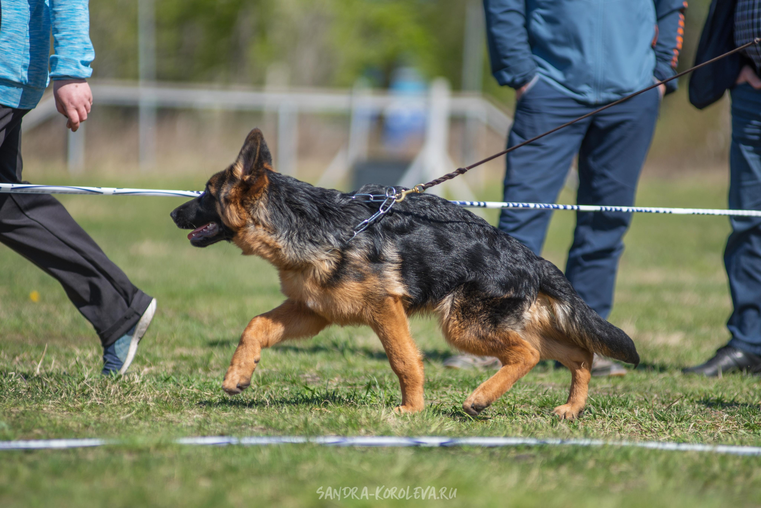 Монопородная выставка немецких овчарок 8 мая г. Челябинск. Дог-фотограф в Тюмени Александра Королева