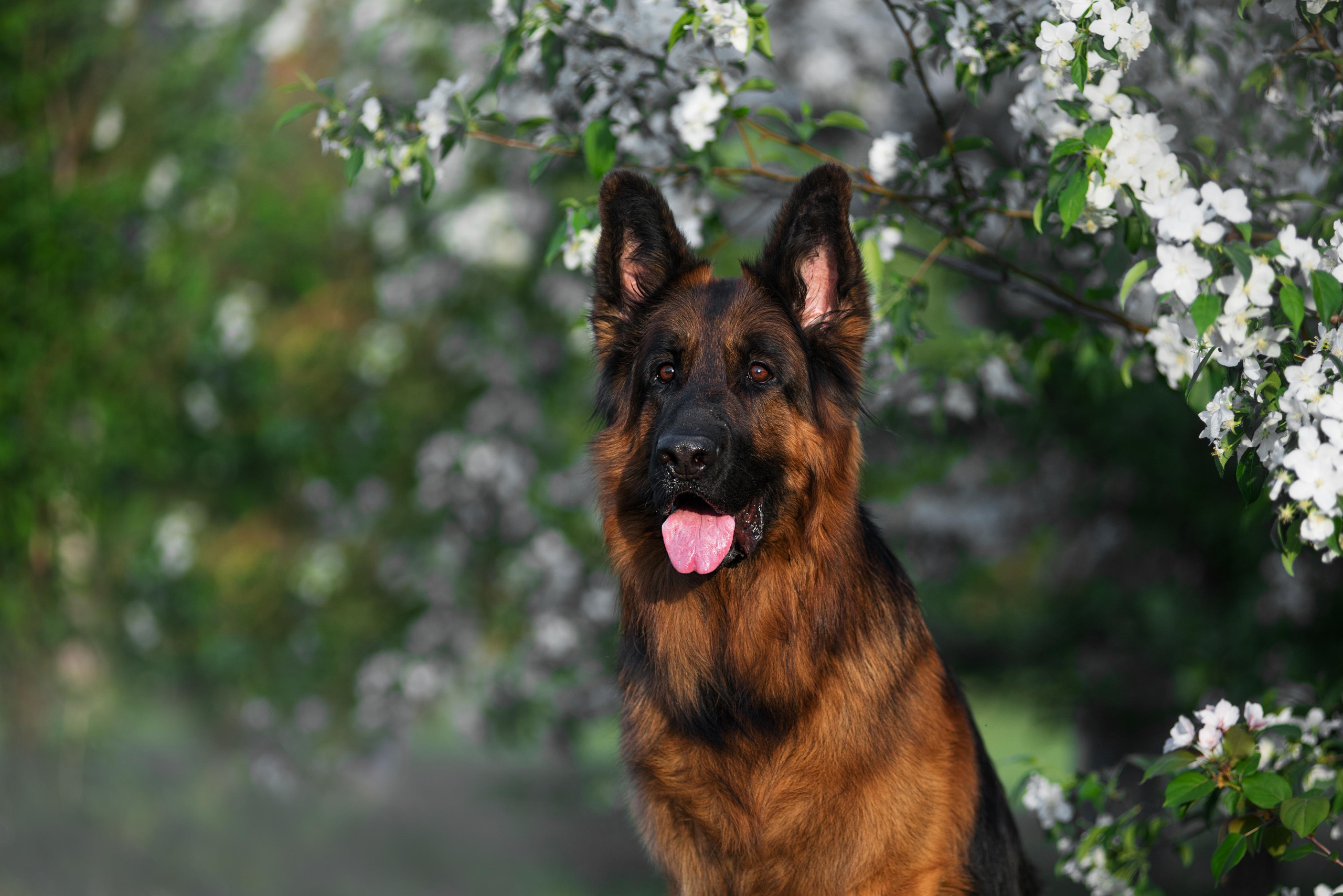 Немецкая овчарка Штерн Рэджен Маэстро. Дог-фотограф в Тюмени Александра Королева