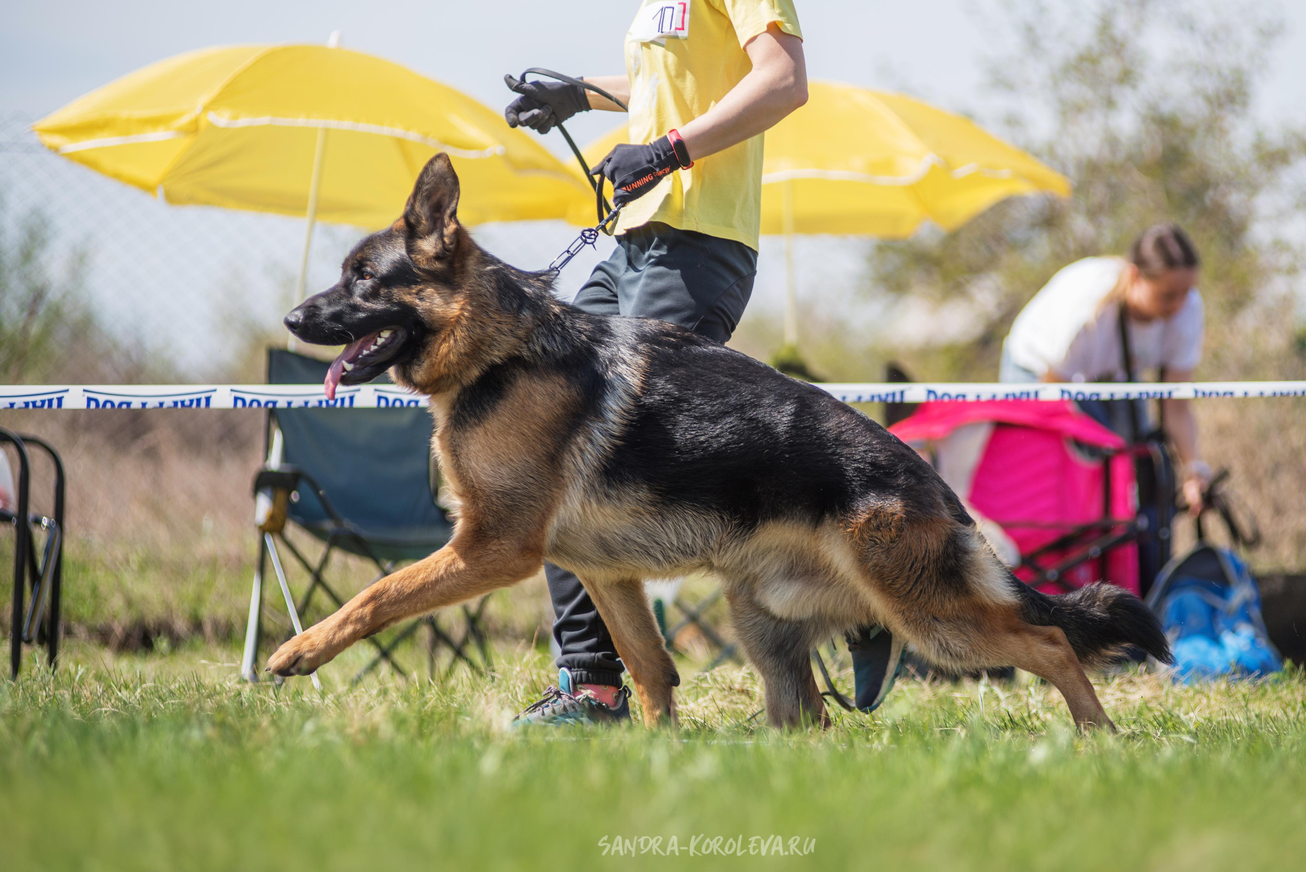 Монопородная выставка немецких овчарок 8 мая г. Челябинск. Дог-фотограф в Тюмени Александра Королева