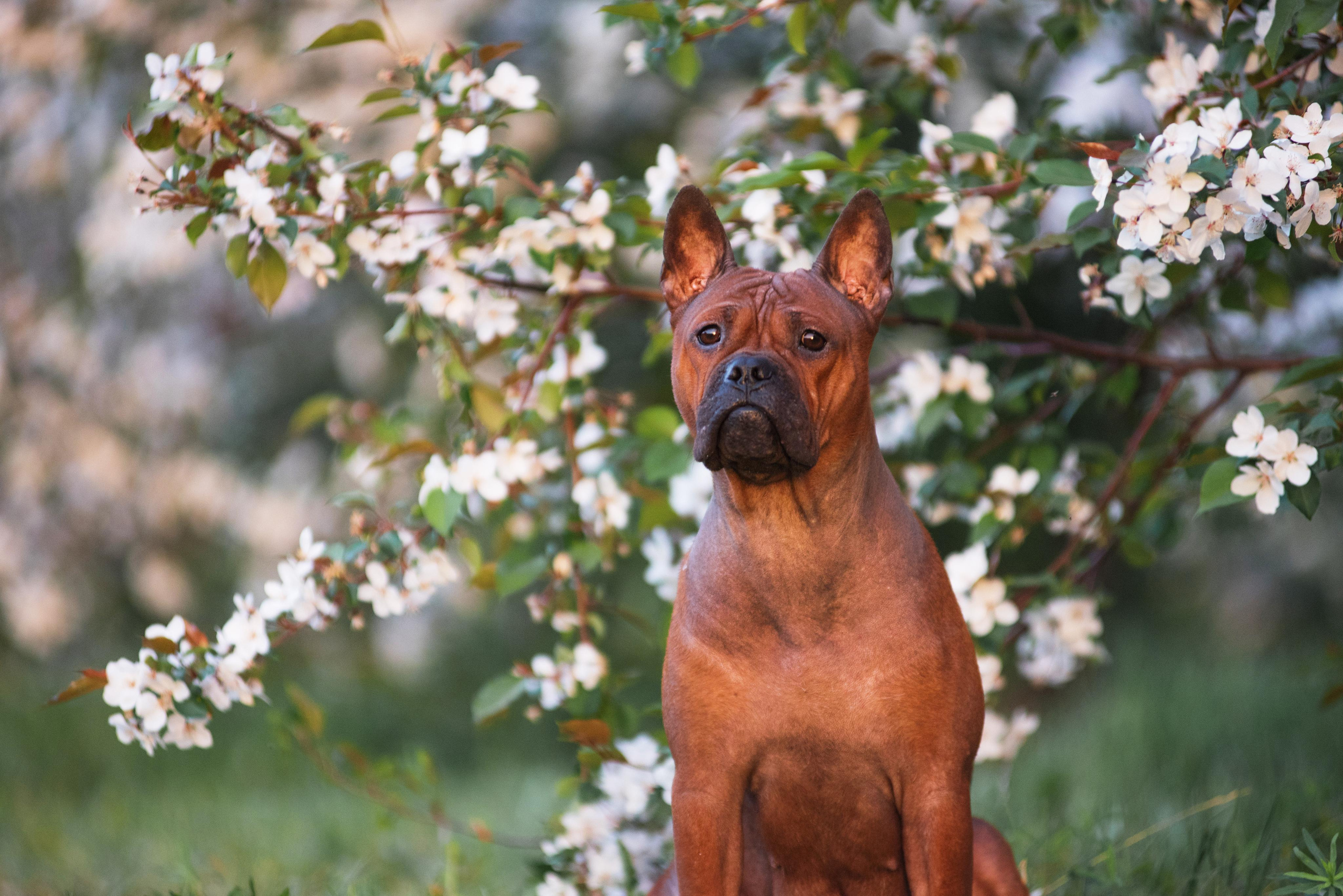 Тюменские чунцины Лева и Лисса. Дог-фотограф в Тюмени Александра Королева