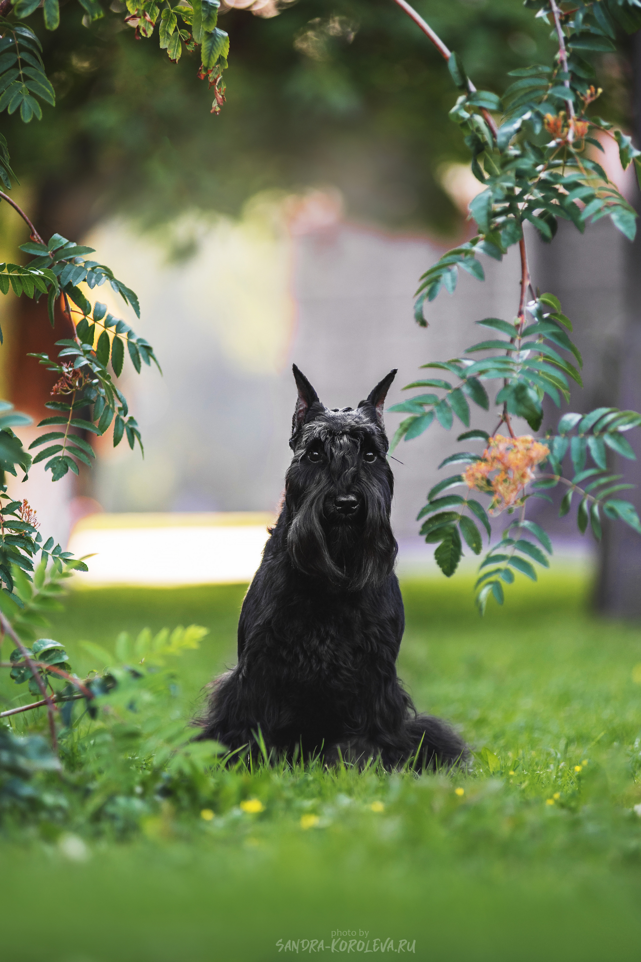 Цвергшнауцер. Дог-фотограф в Тюмени Александра Королева