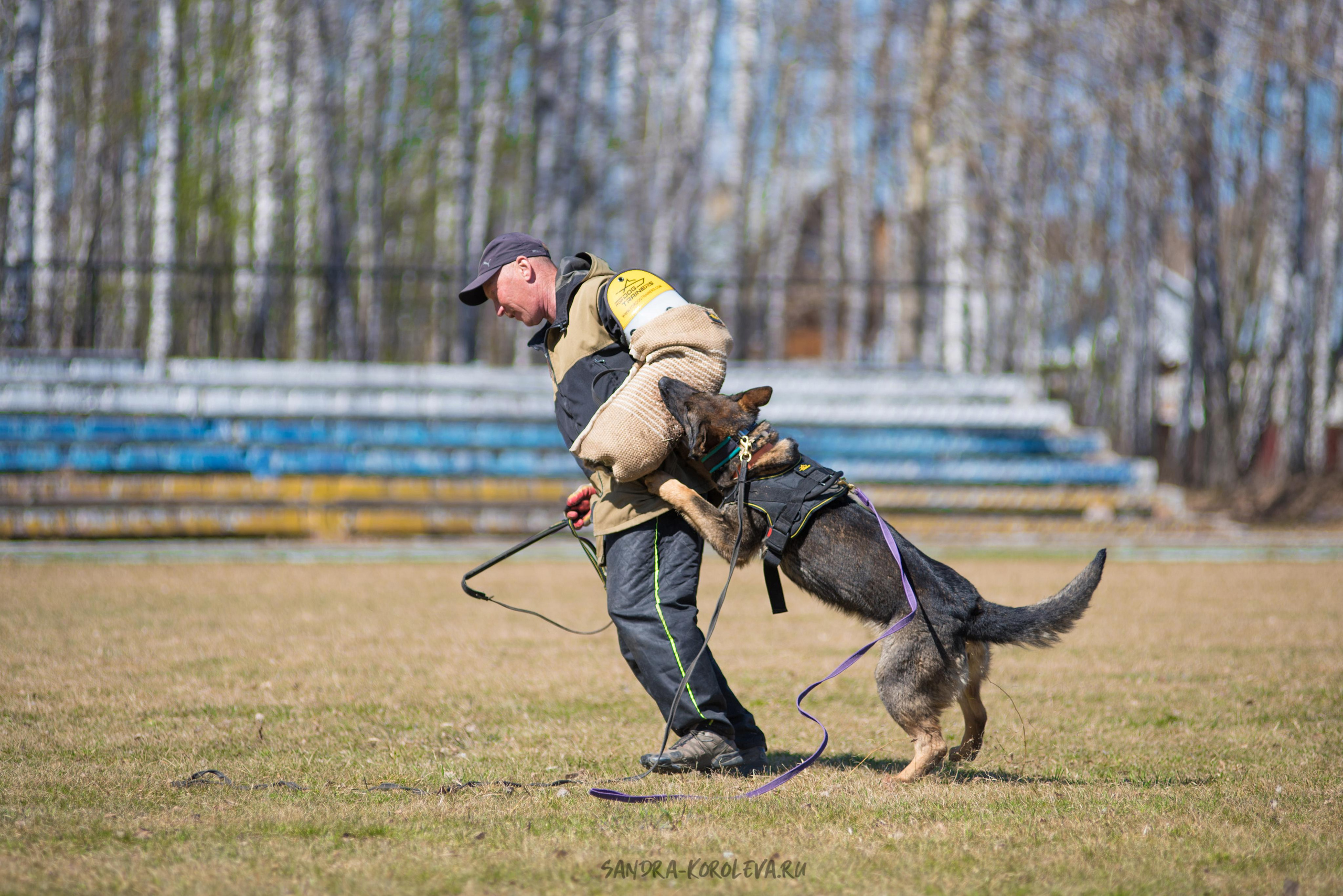Тренинг с Сергеем Усковым май 2021 г.Тюмень. Дог-фотограф в Тюмени Александра Королева