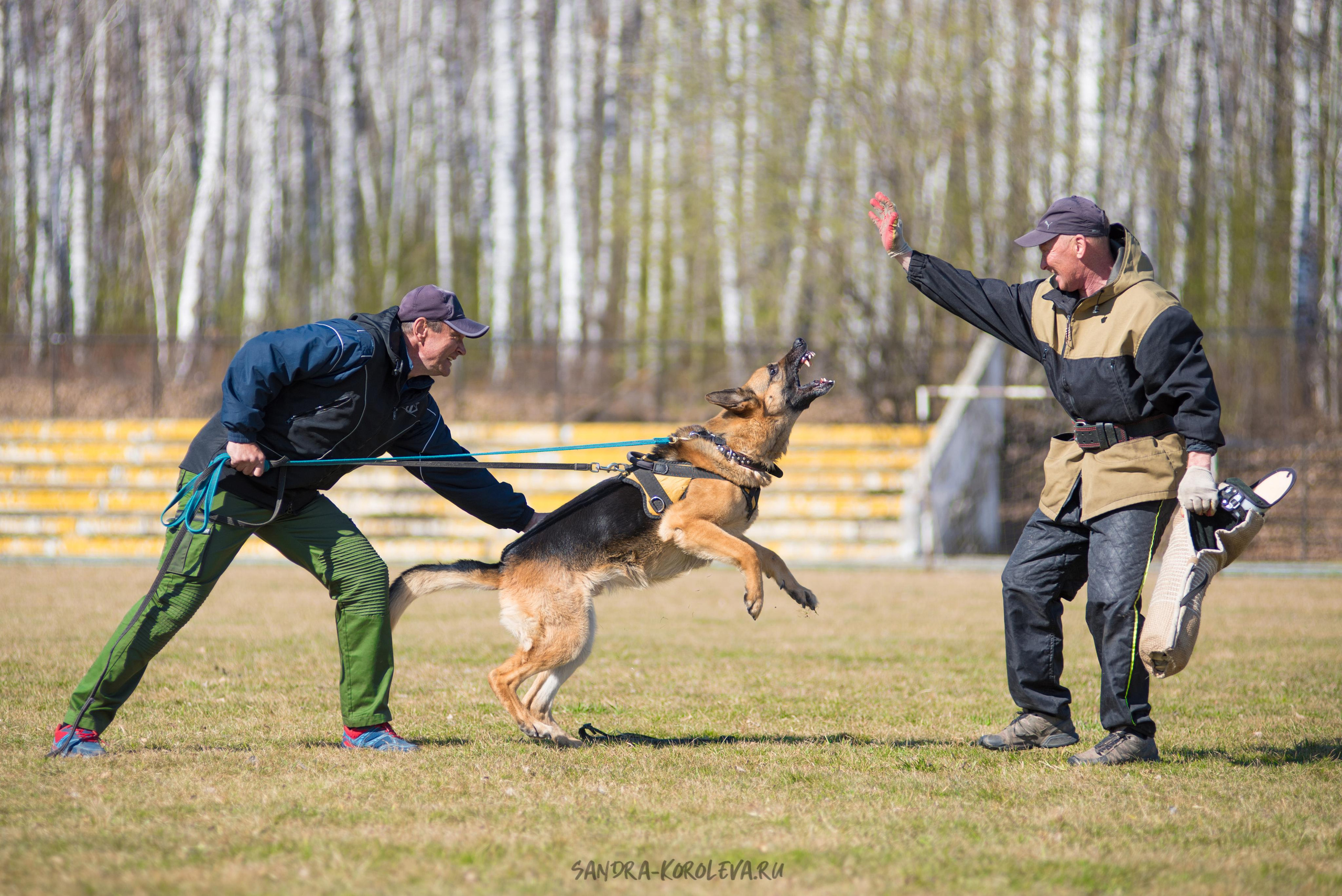Тренинг с Сергеем Усковым май 2021 г.Тюмень. Дог-фотограф в Тюмени Александра Королева