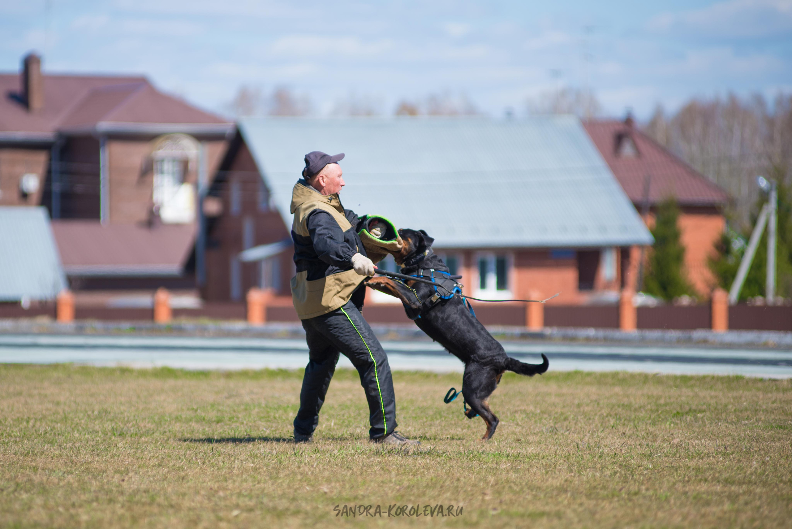 Тренинг с Сергеем Усковым май 2021 г.Тюмень. Дог-фотограф в Тюмени Александра Королева