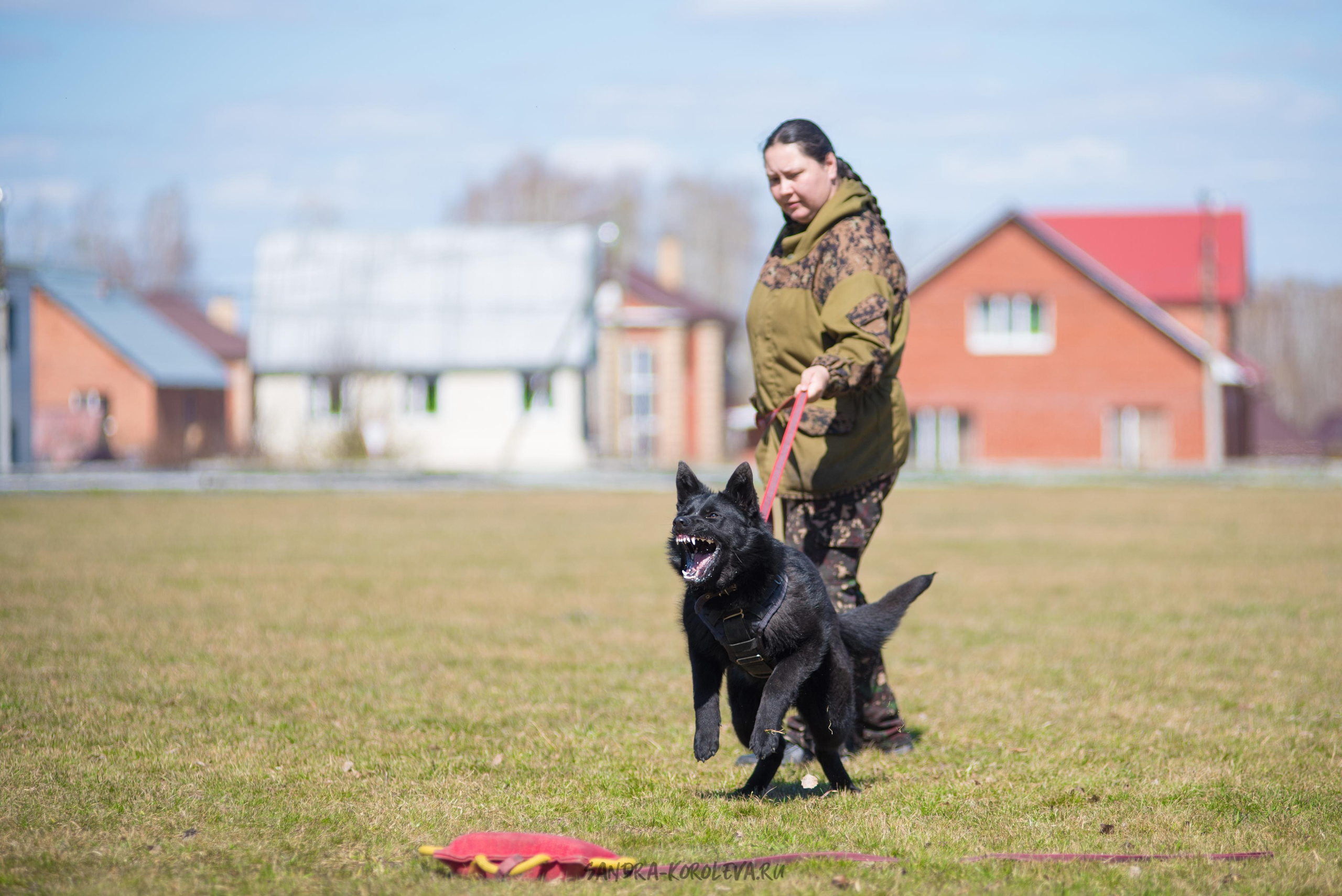 Тренинг с Сергеем Усковым май 2021 г.Тюмень. Дог-фотограф в Тюмени Александра Королева