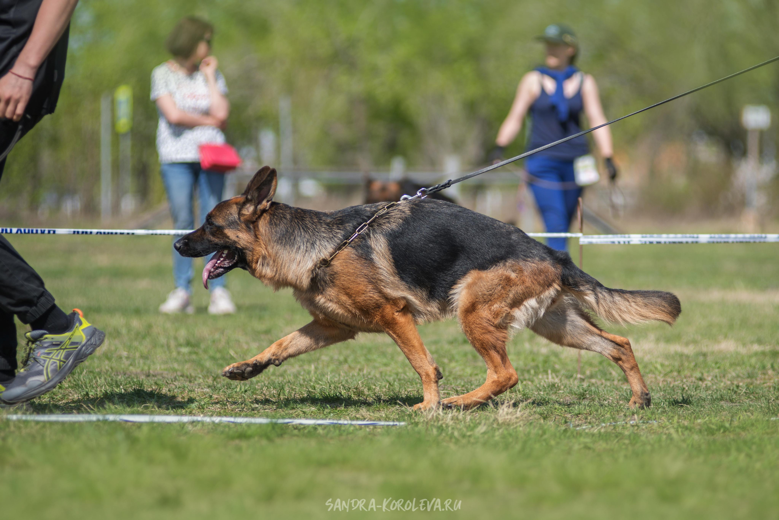 Монопородная выставка немецких овчарок 8 мая г. Челябинск. Дог-фотограф в Тюмени Александра Королева