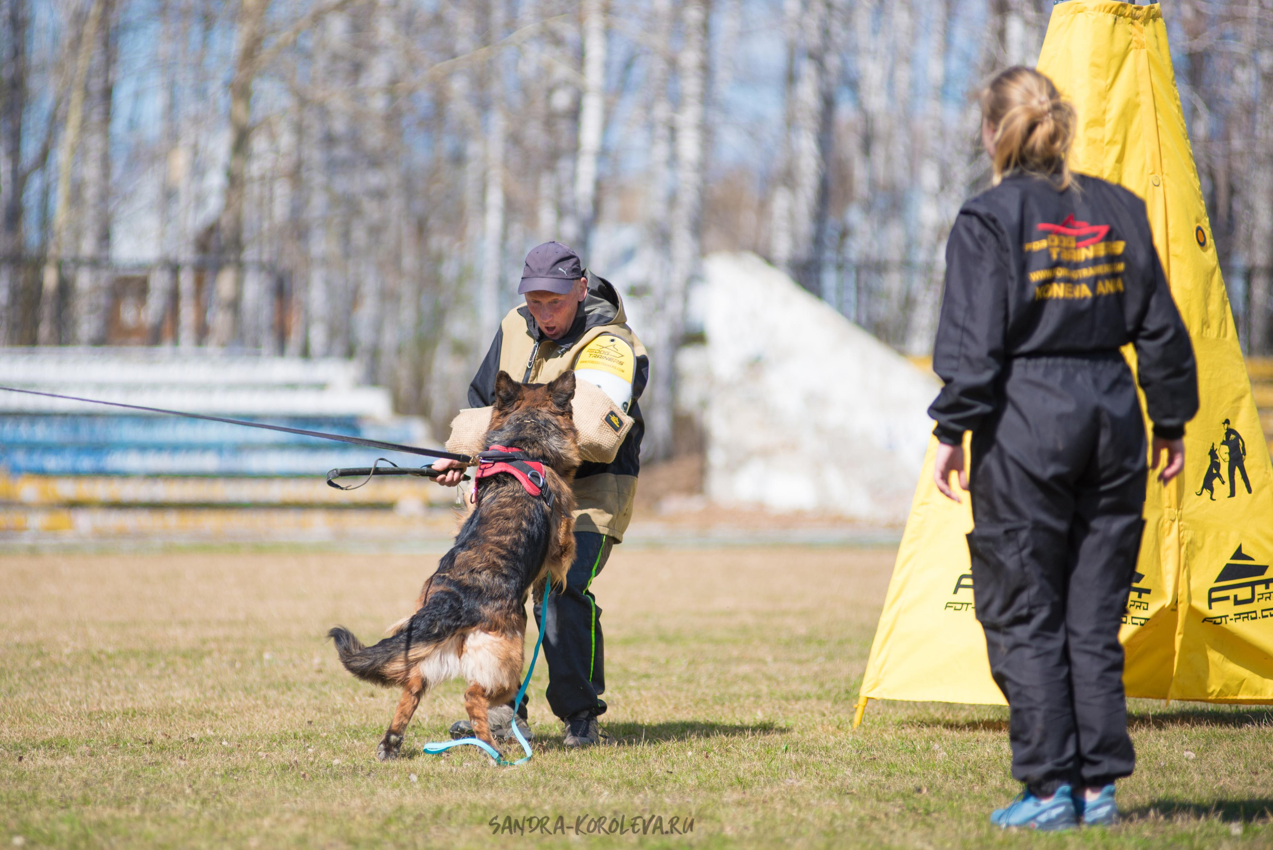 Тренинг с Сергеем Усковым май 2021 г.Тюмень. Дог-фотограф в Тюмени Александра Королева