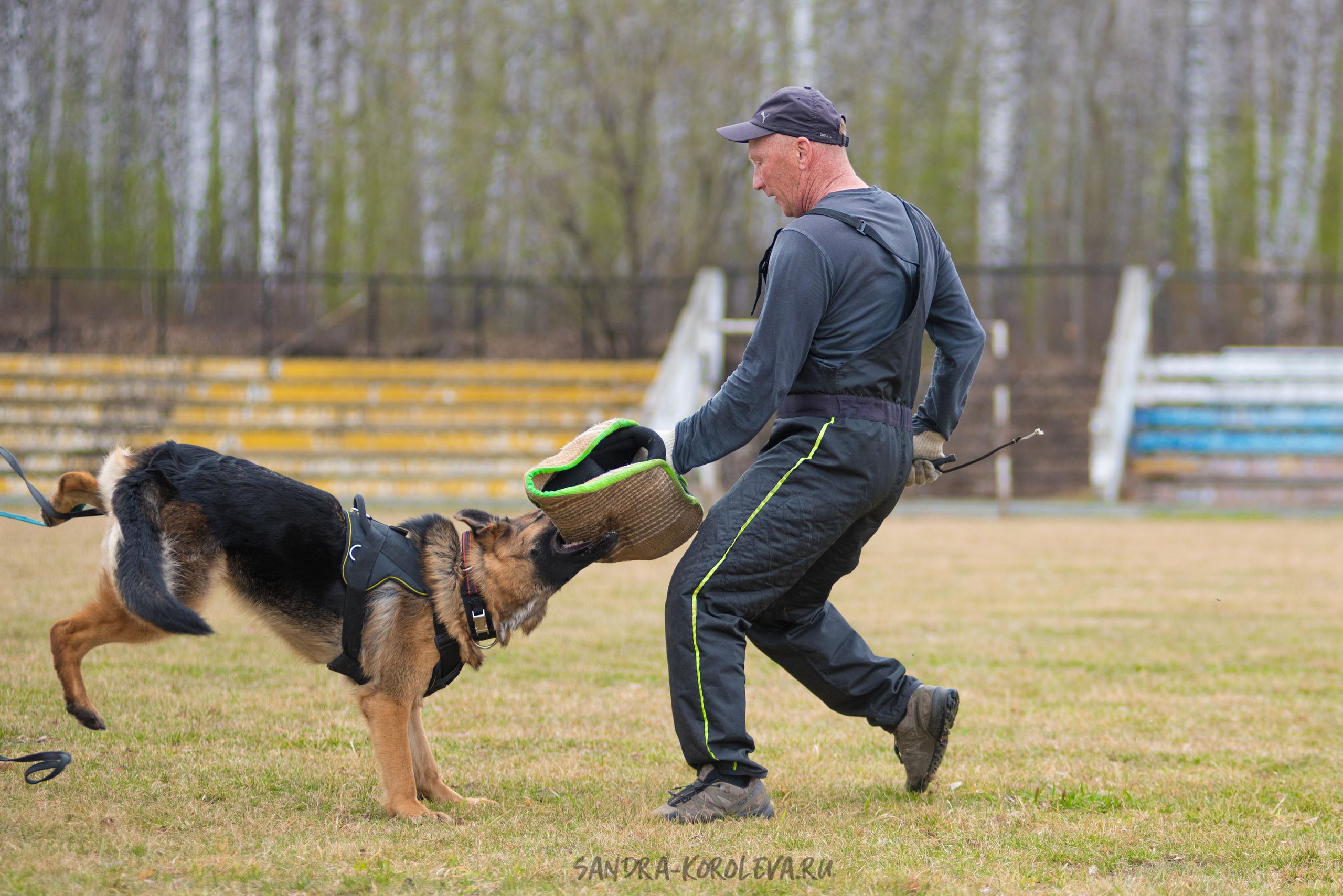 Тренинг с Сергеем Усковым май 2021 г.Тюмень. Дог-фотограф в Тюмени Александра Королева