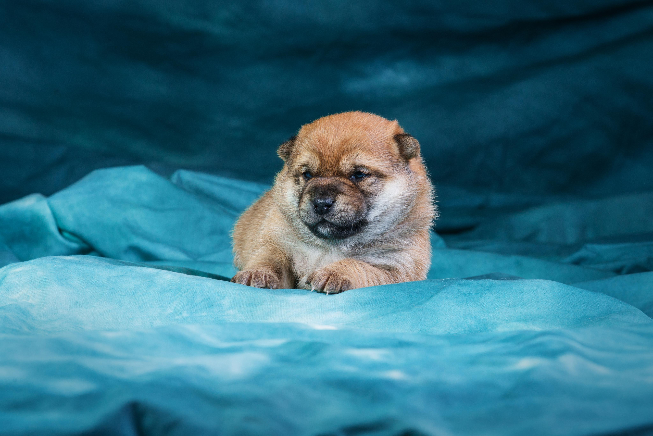 Маленькие сибы <3. Дог-фотограф в Тюмени Александра Королева