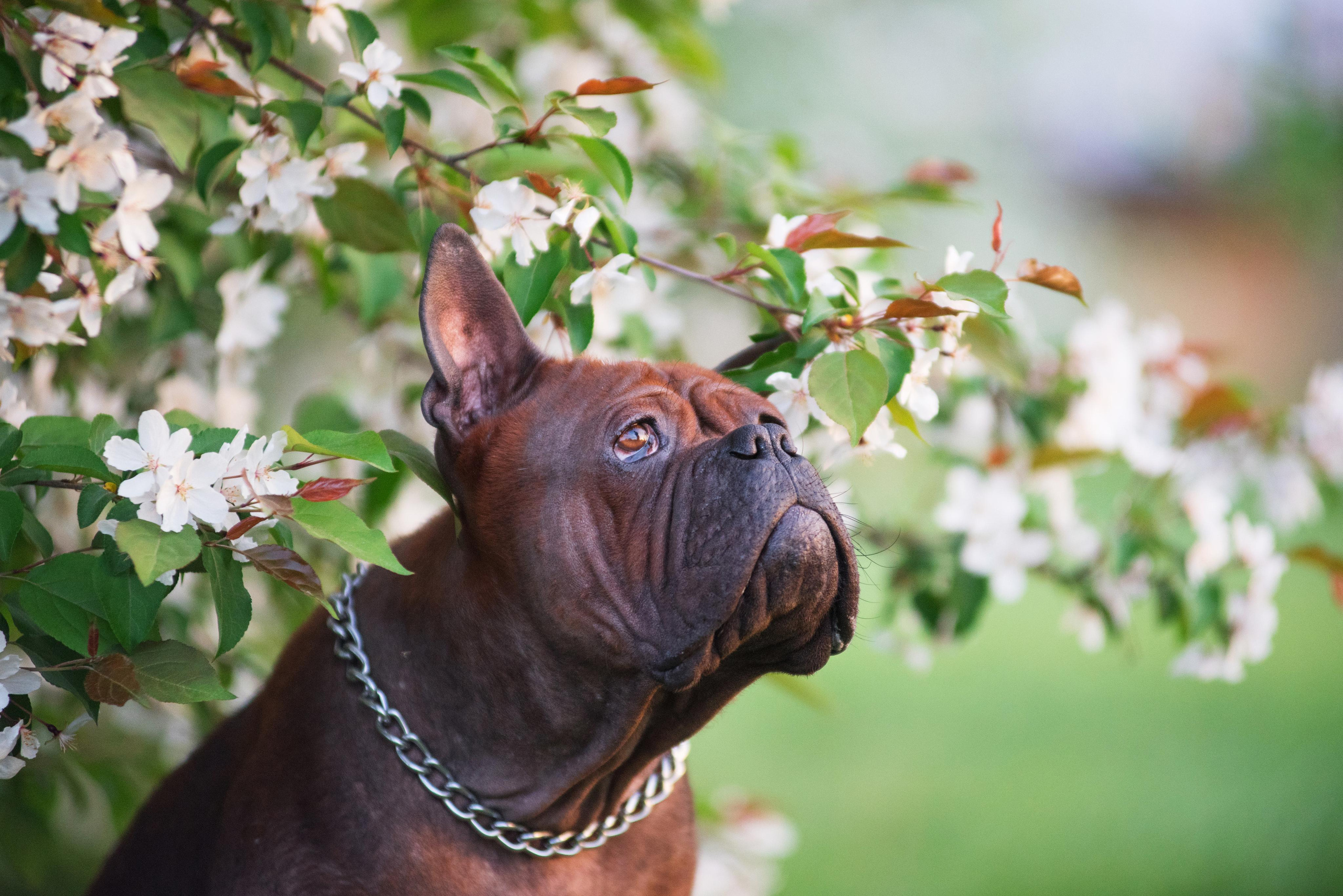 Тюменские чунцины Лева и Лисса. Дог-фотограф в Тюмени Александра Королева