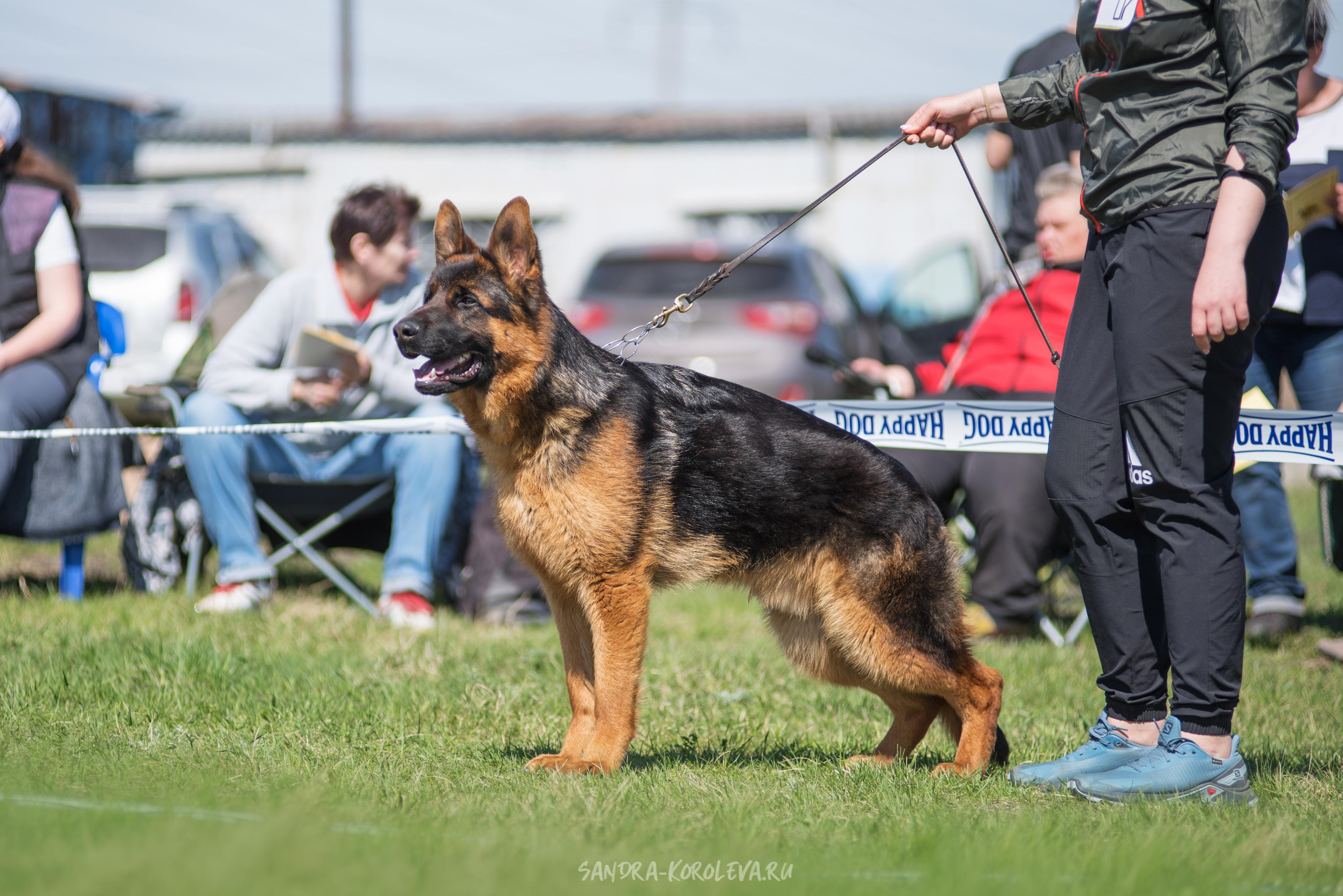 Монопородная выставка немецких овчарок 8 мая г. Челябинск. Дог-фотограф в Тюмени Александра Королева