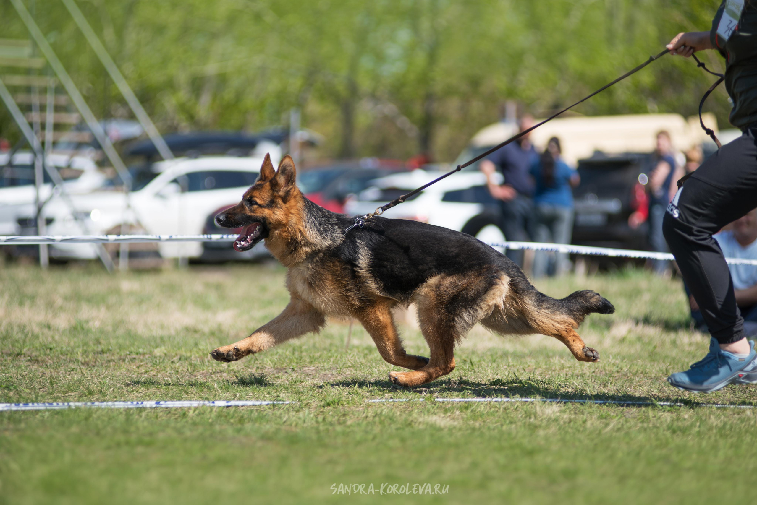 Монопородная выставка немецких овчарок 8 мая г. Челябинск. Дог-фотограф в Тюмени Александра Королева