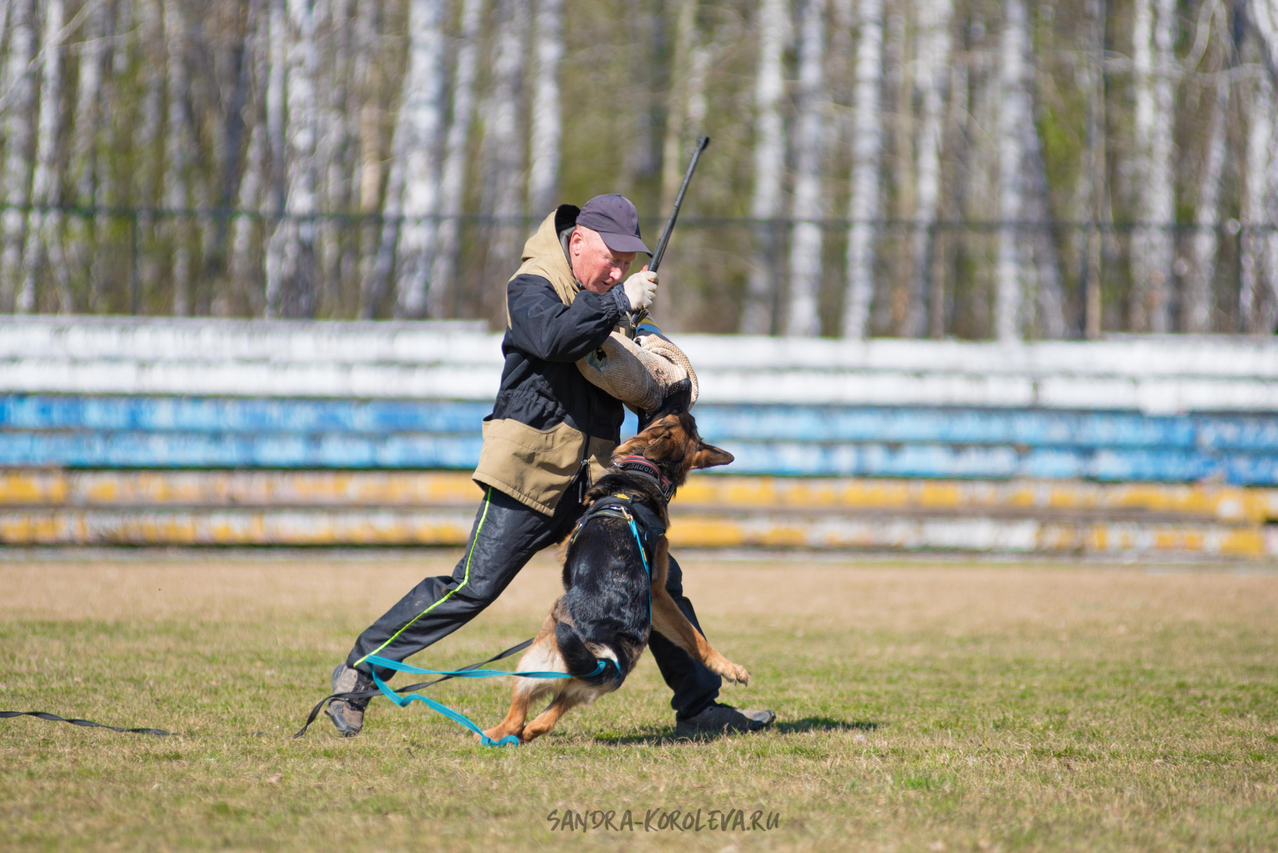 Тренинг с Сергеем Усковым май 2021 г.Тюмень. Дог-фотограф в Тюмени Александра Королева