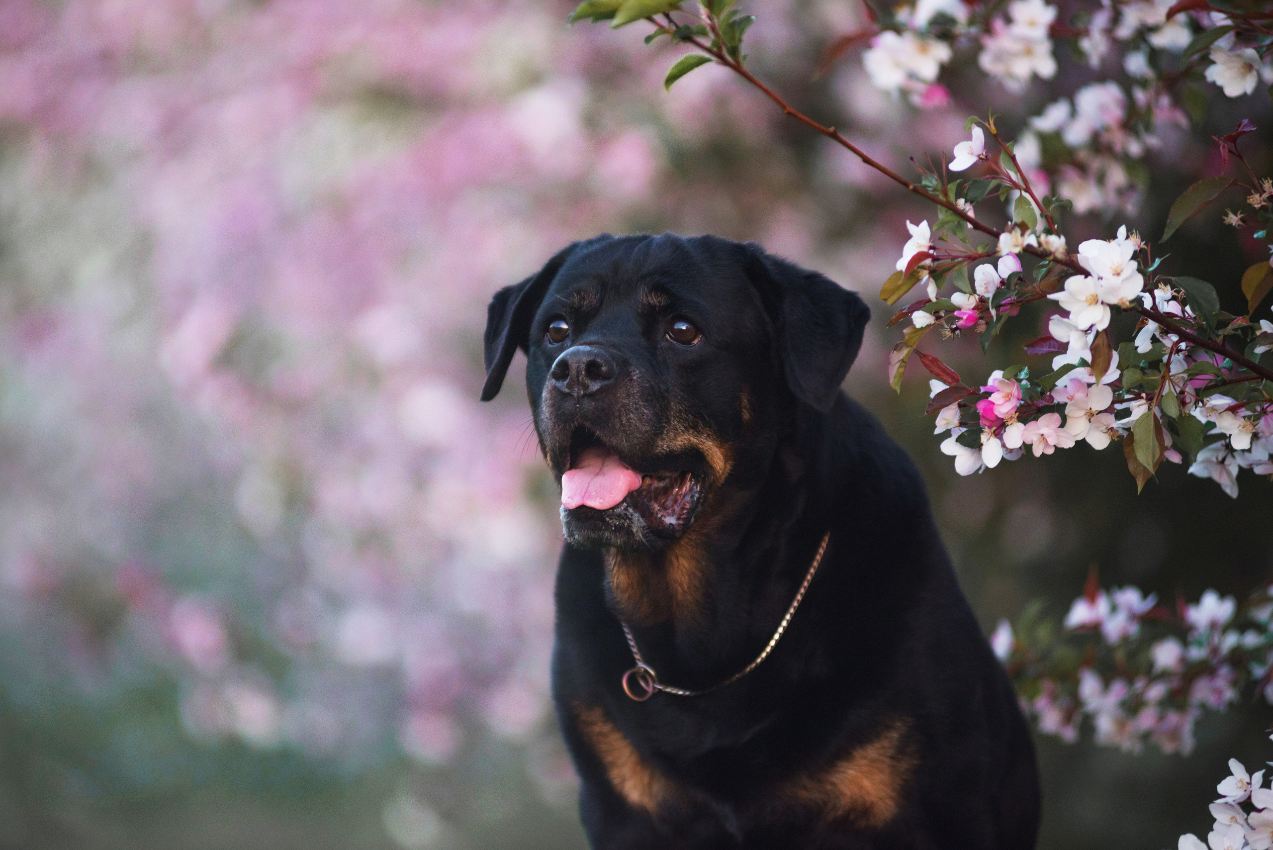 Лиза, Буня и Корж. Весна цветущая. Дог-фотограф в Тюмени Александра Королева