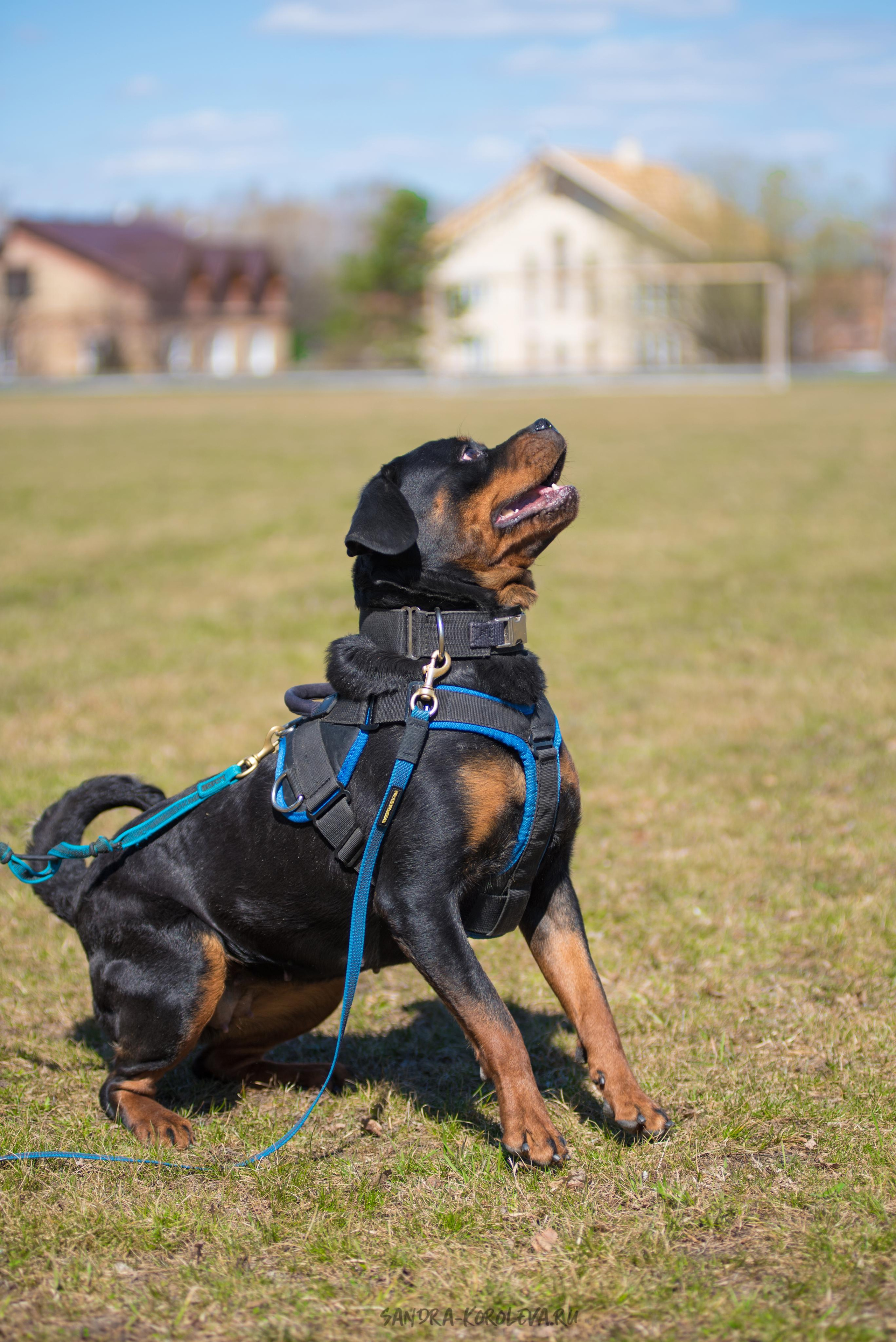 Тренинг с Сергеем Усковым май 2021 г.Тюмень. Дог-фотограф в Тюмени Александра Королева