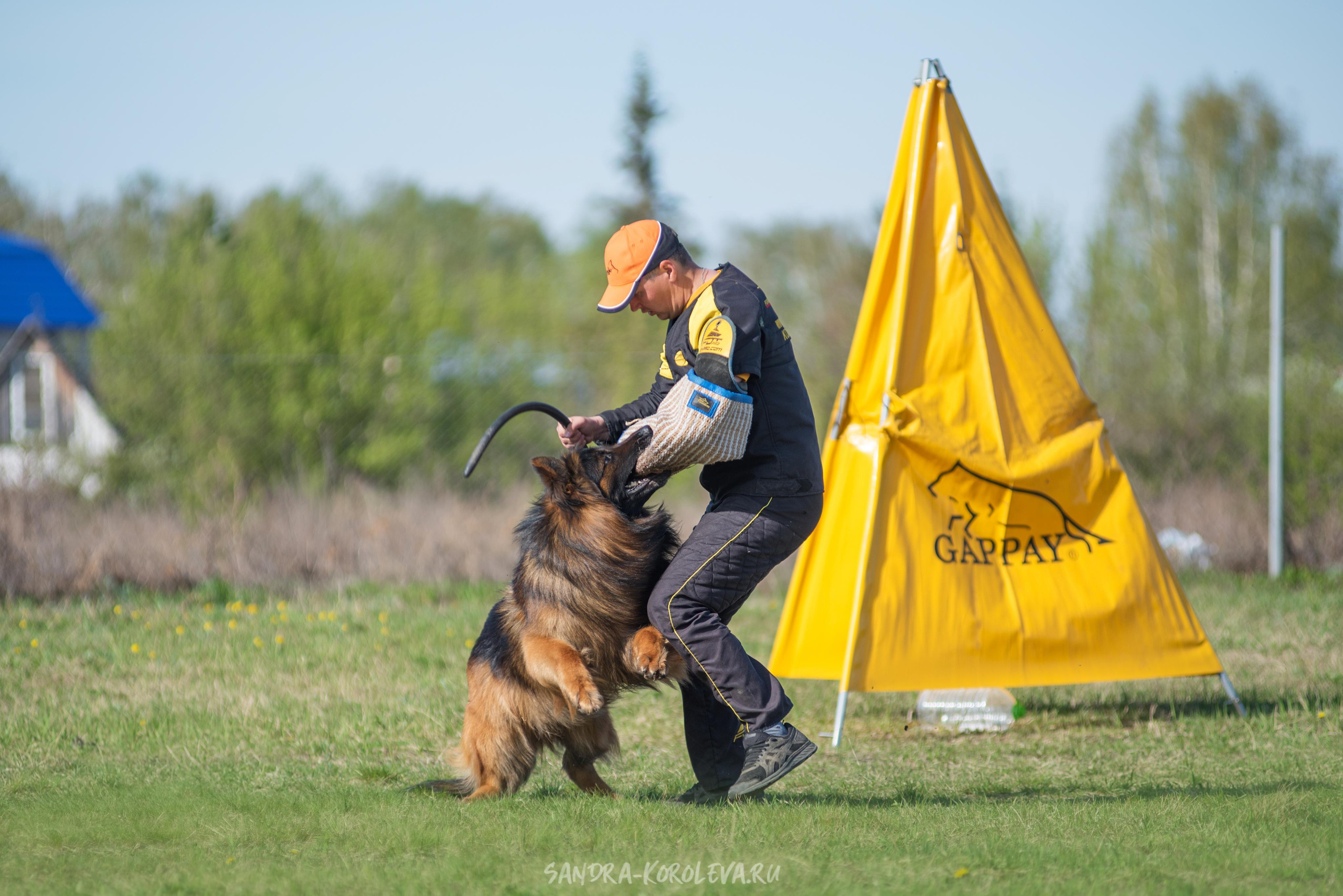 Монопородная выставка немецких овчарок 8 мая г. Челябинск. Дог-фотограф в Тюмени Александра Королева
