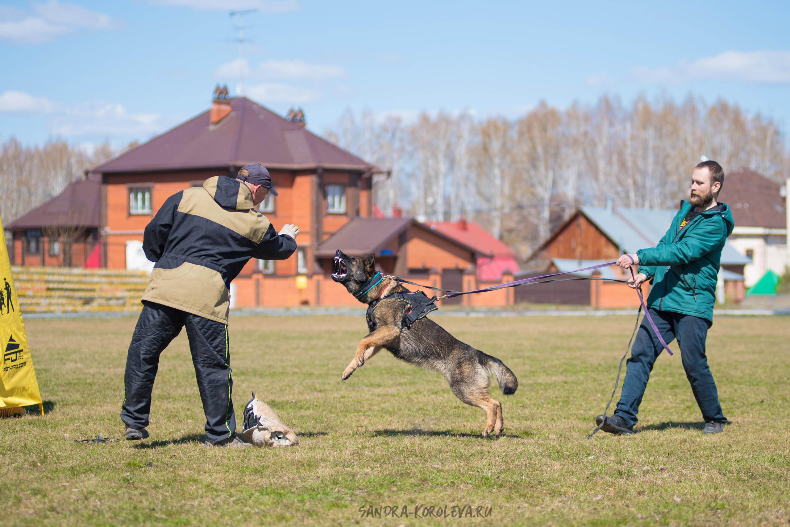 Тренинг с Сергеем Усковым май 2021 г.Тюмень. Дог-фотограф в Тюмени Александра Королева