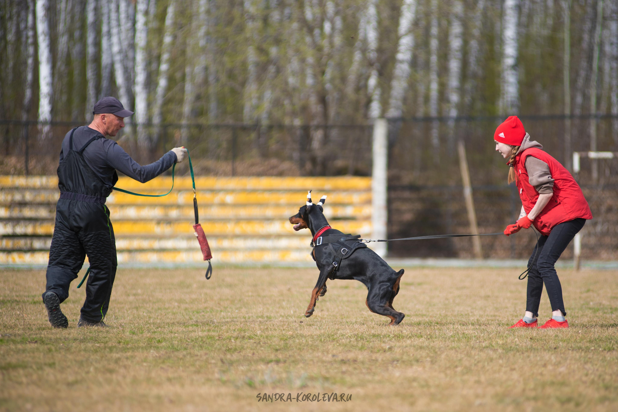 Тренинг с Сергеем Усковым май 2021 г.Тюмень. Дог-фотограф в Тюмени Александра Королева
