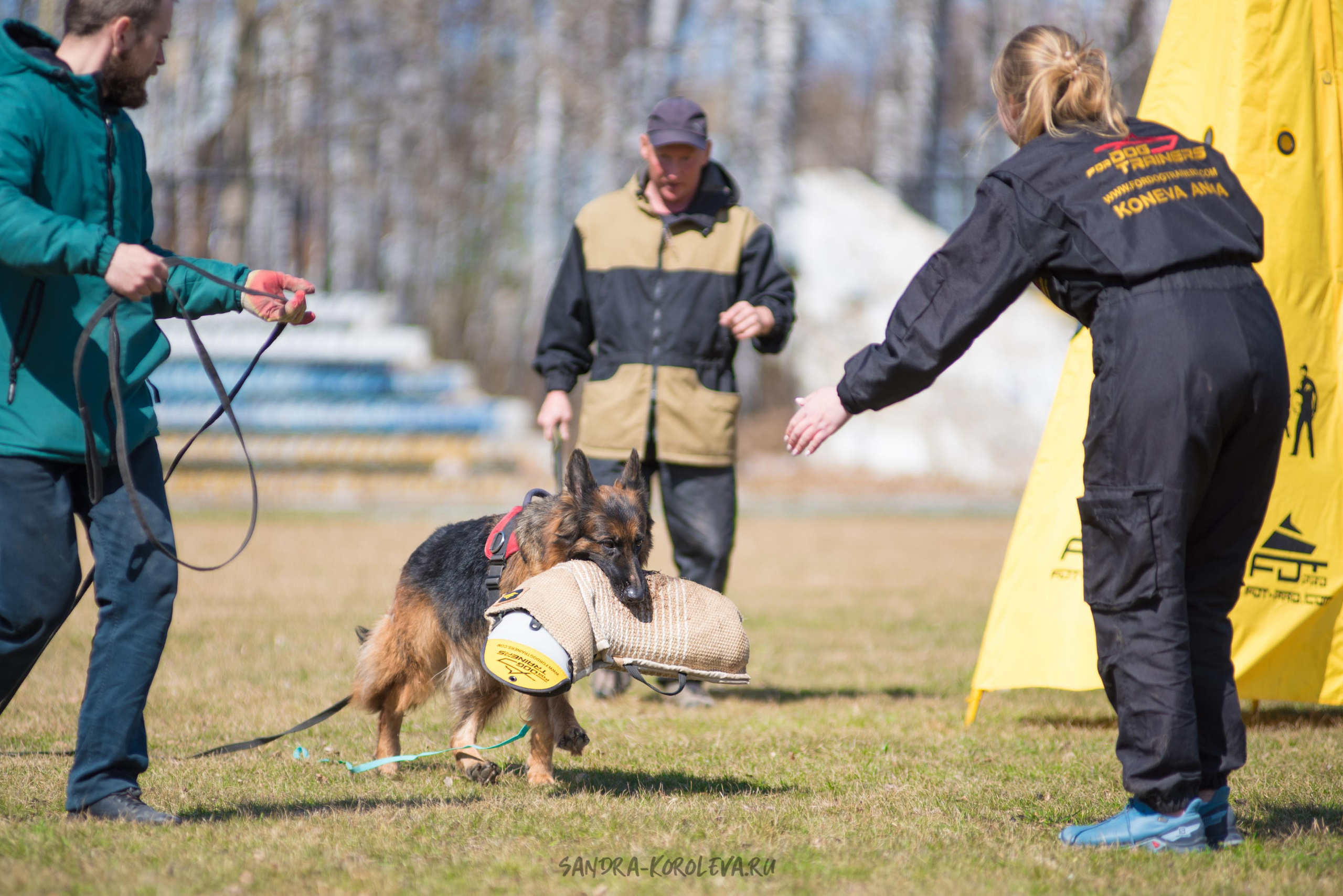 Тренинг с Сергеем Усковым май 2021 г.Тюмень. Дог-фотограф в Тюмени Александра Королева
