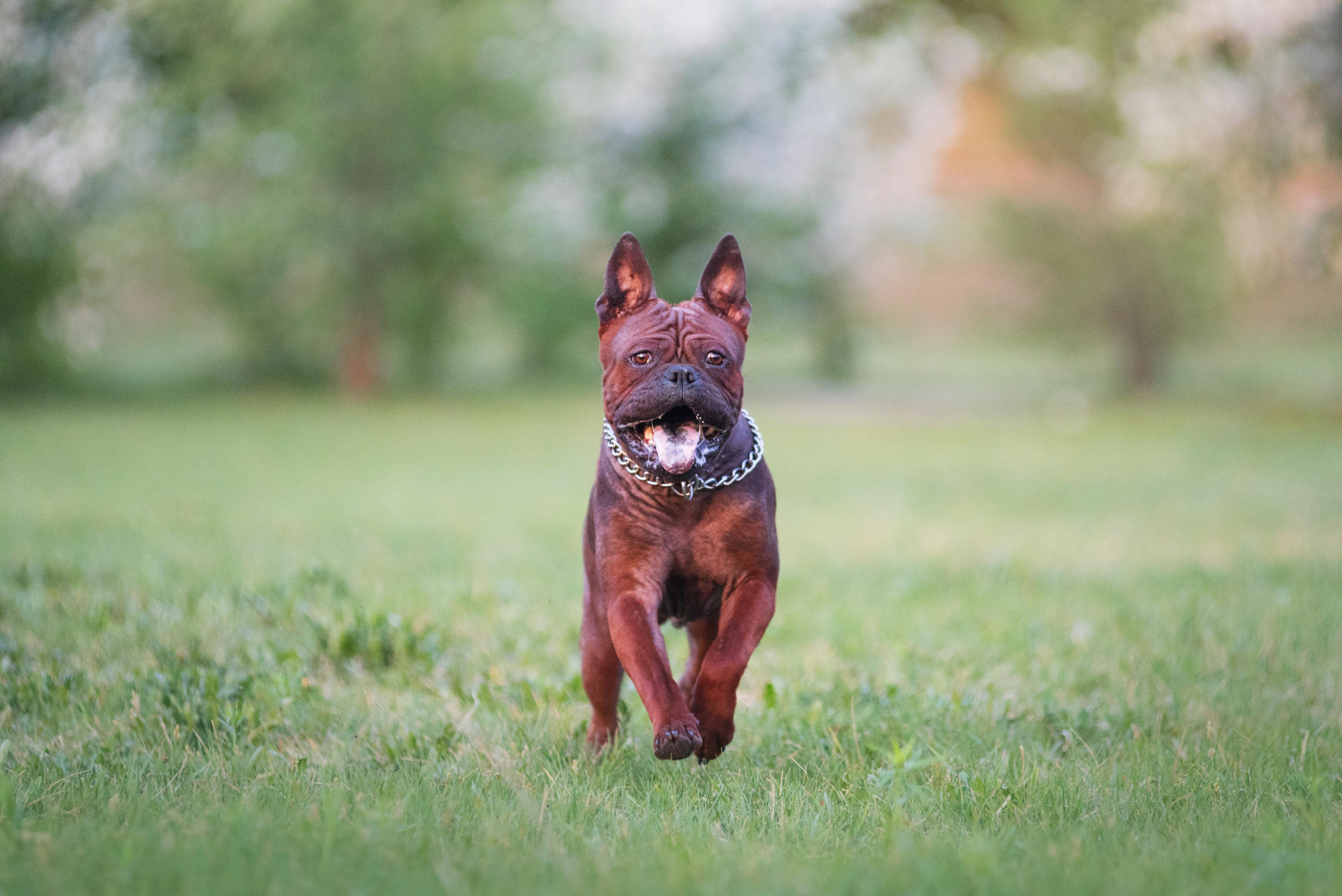 Тюменские чунцины Лева и Лисса. Дог-фотограф в Тюмени Александра Королева